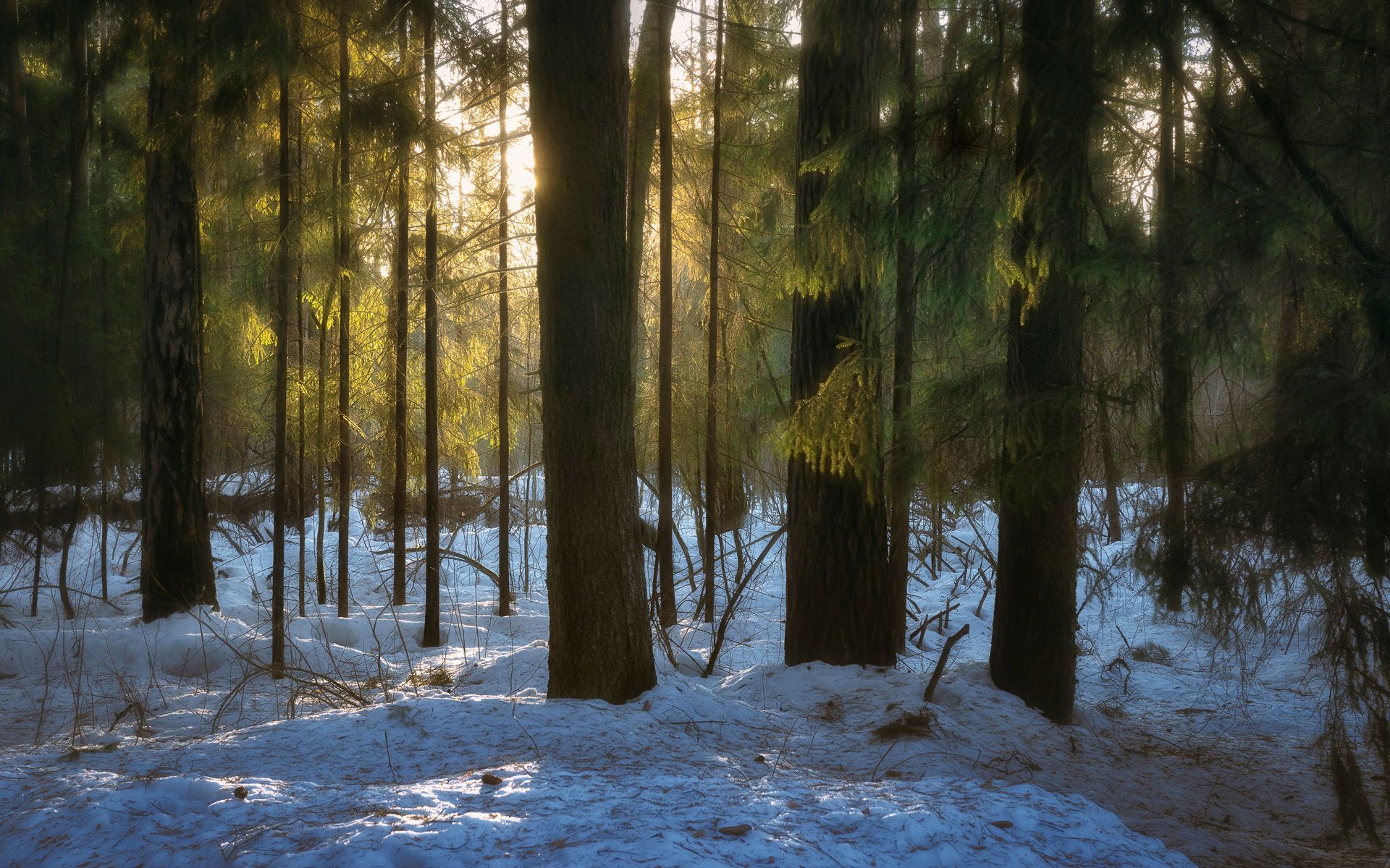 лес, весна, снег, деревья, пейзаж, Валерий Вождаев