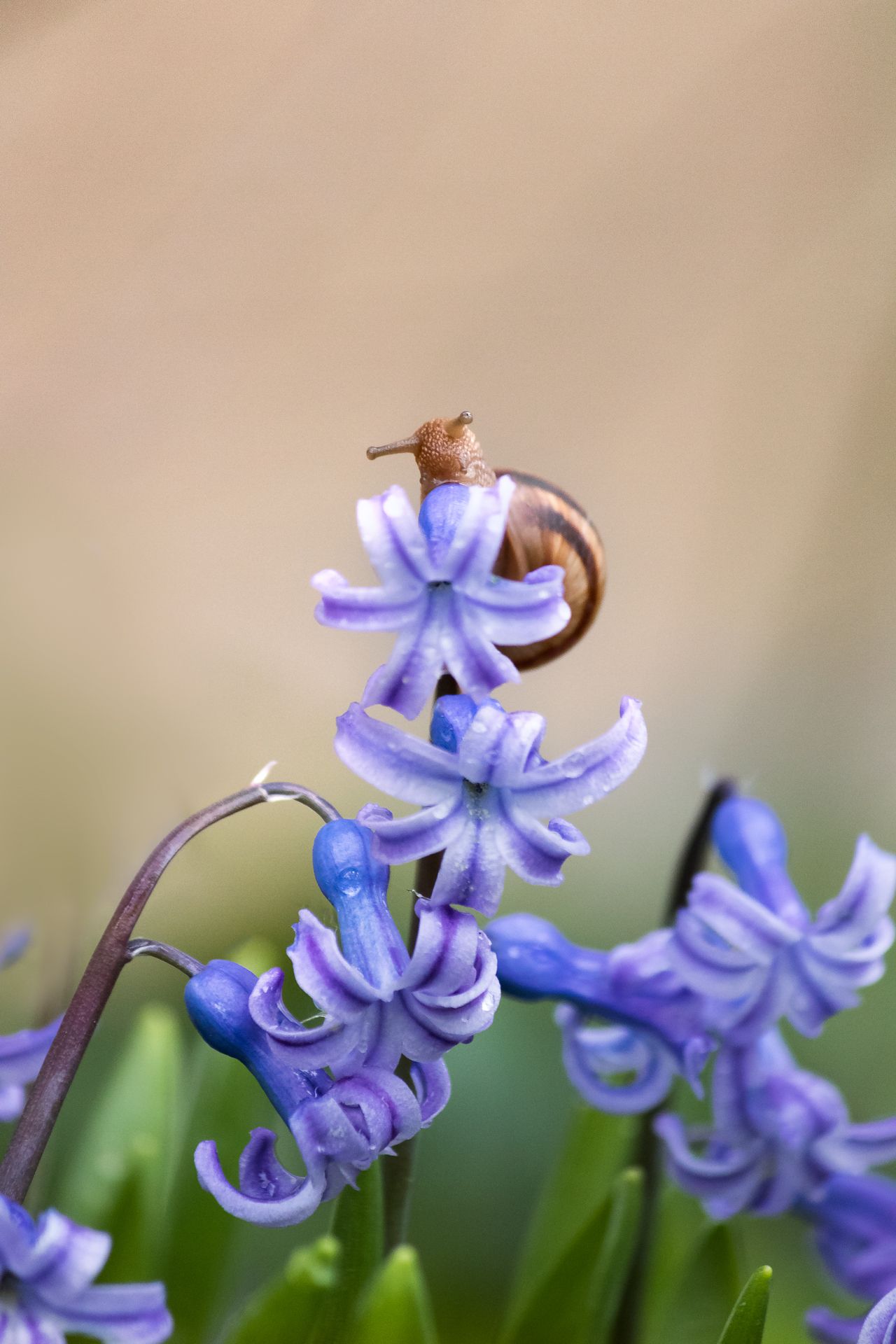 snail, macro, flower, blossom, hyacinth, улитка, макро, цветок, Tonova Vania