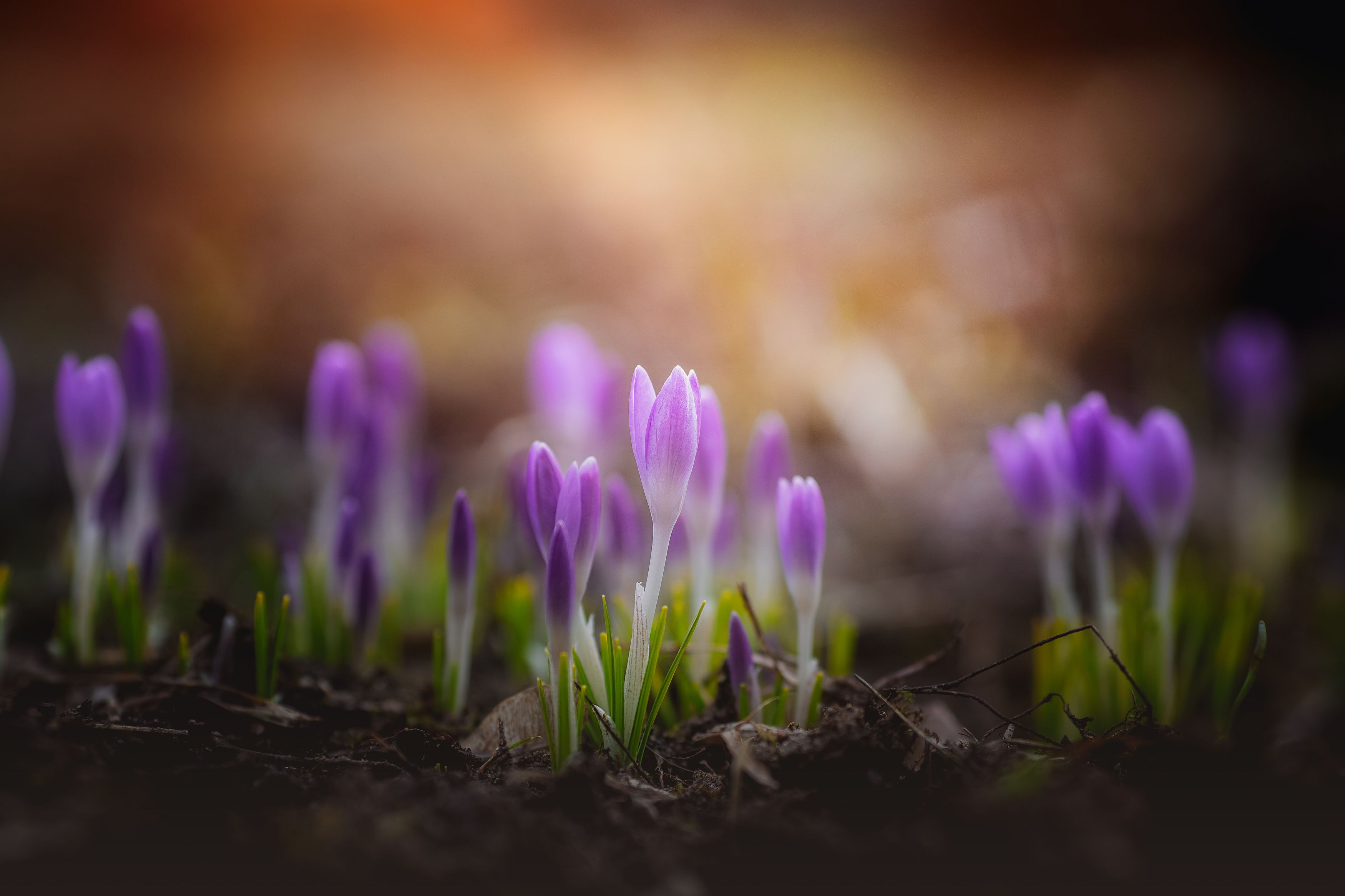 весна, крокусы, цветы, Anna Yarkova