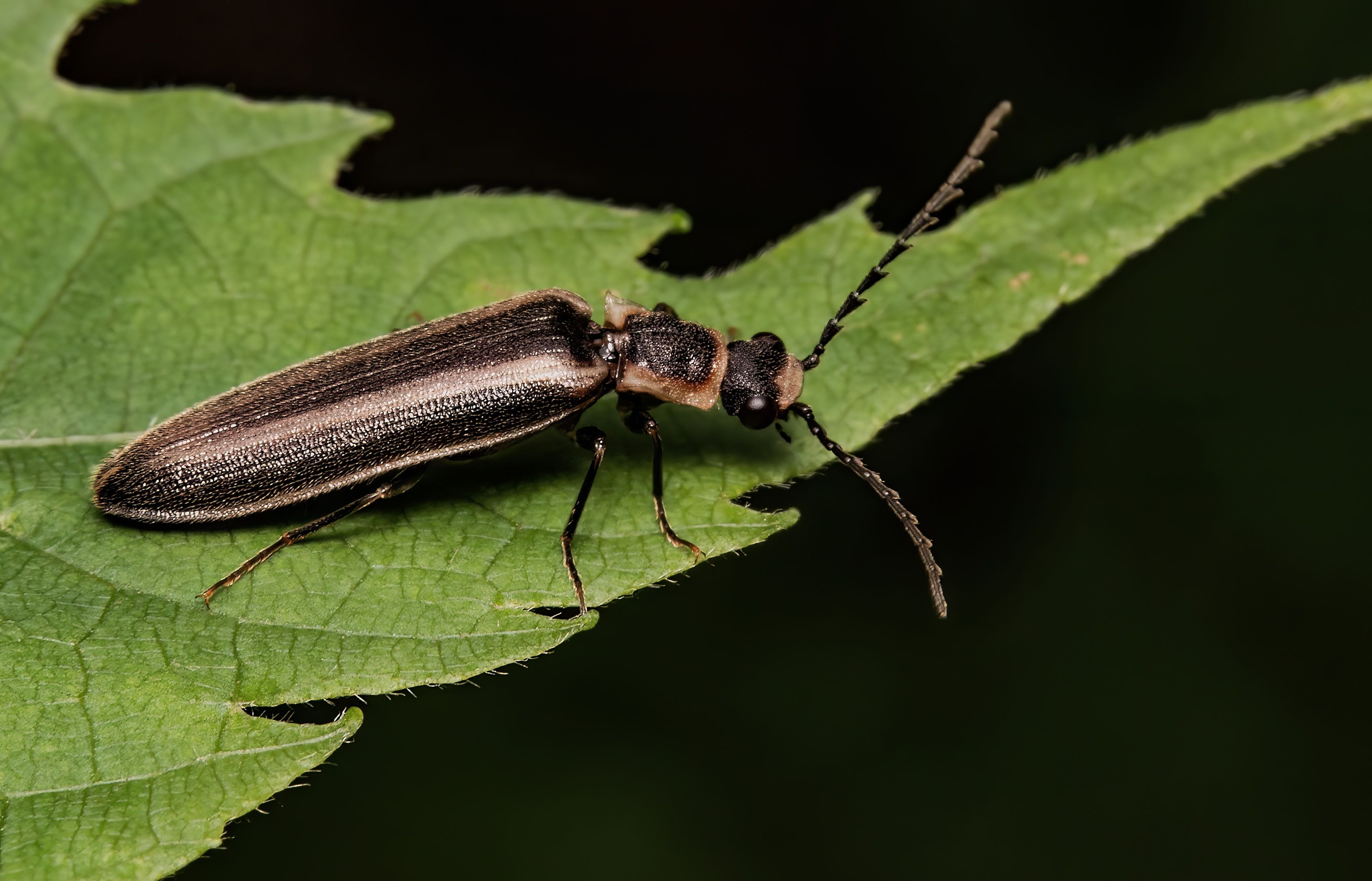 beetle, coleopter, nature, insect, insectlovers, macrophoto, enthomology, Stephane