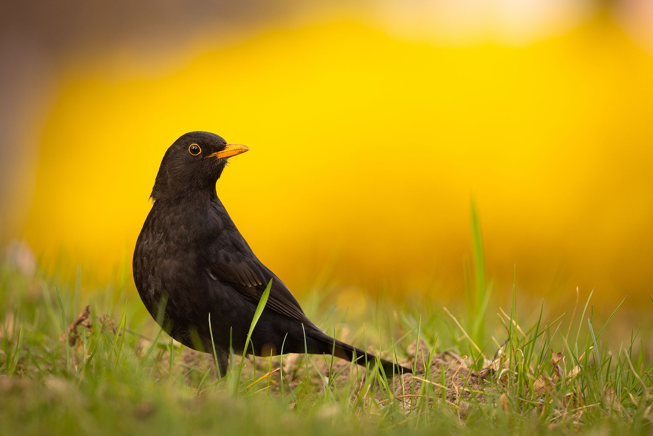 Маленькая черная птичка с желтым клювом