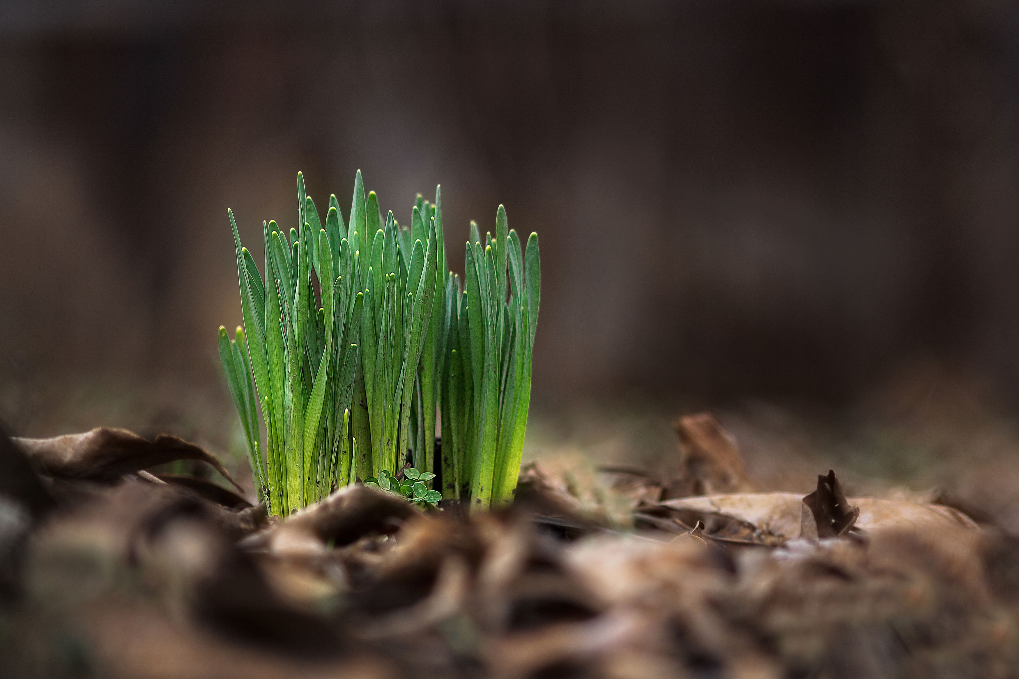 весна март природа вечер свет цвет трава листва фотография, Еремеев Дмитрий