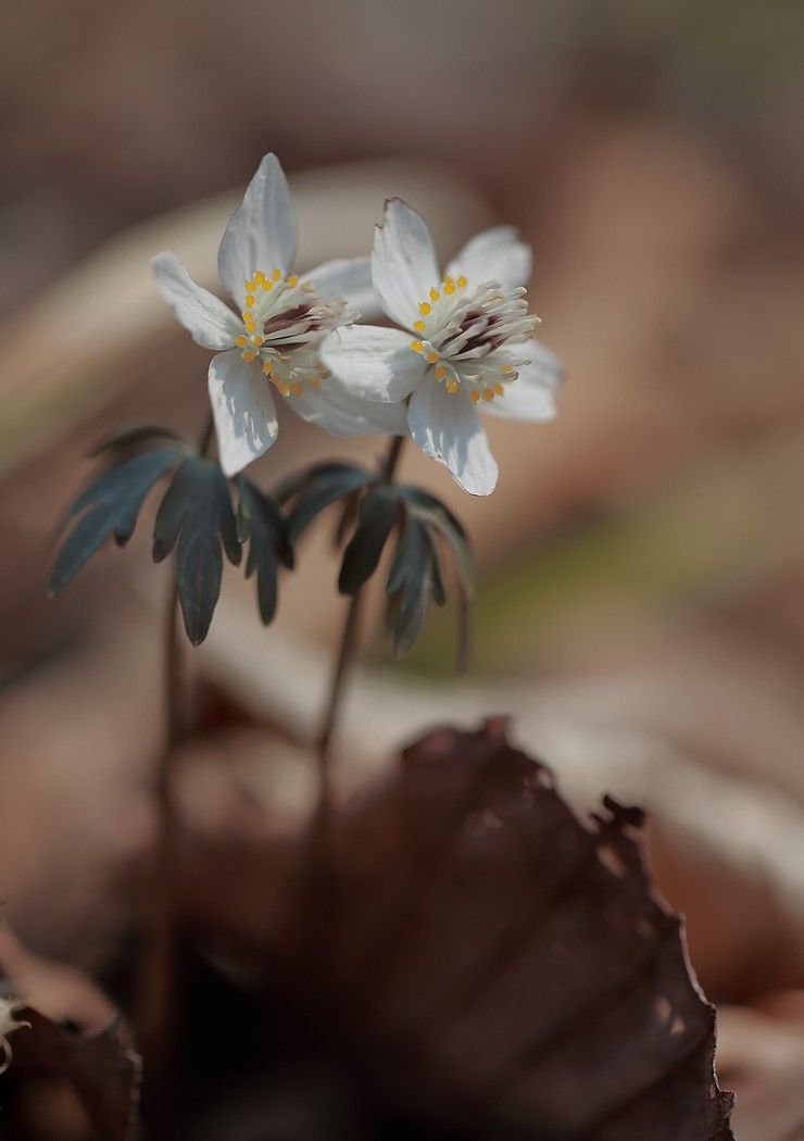 весенник звезчатый  eranthis stellata пригород владивосток остров русский март, Евгений Слободской