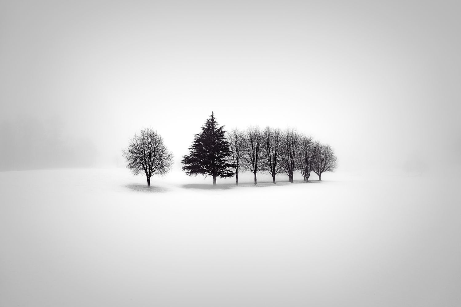 #fog #winter #snow #tree, Vladimir Bogovcic