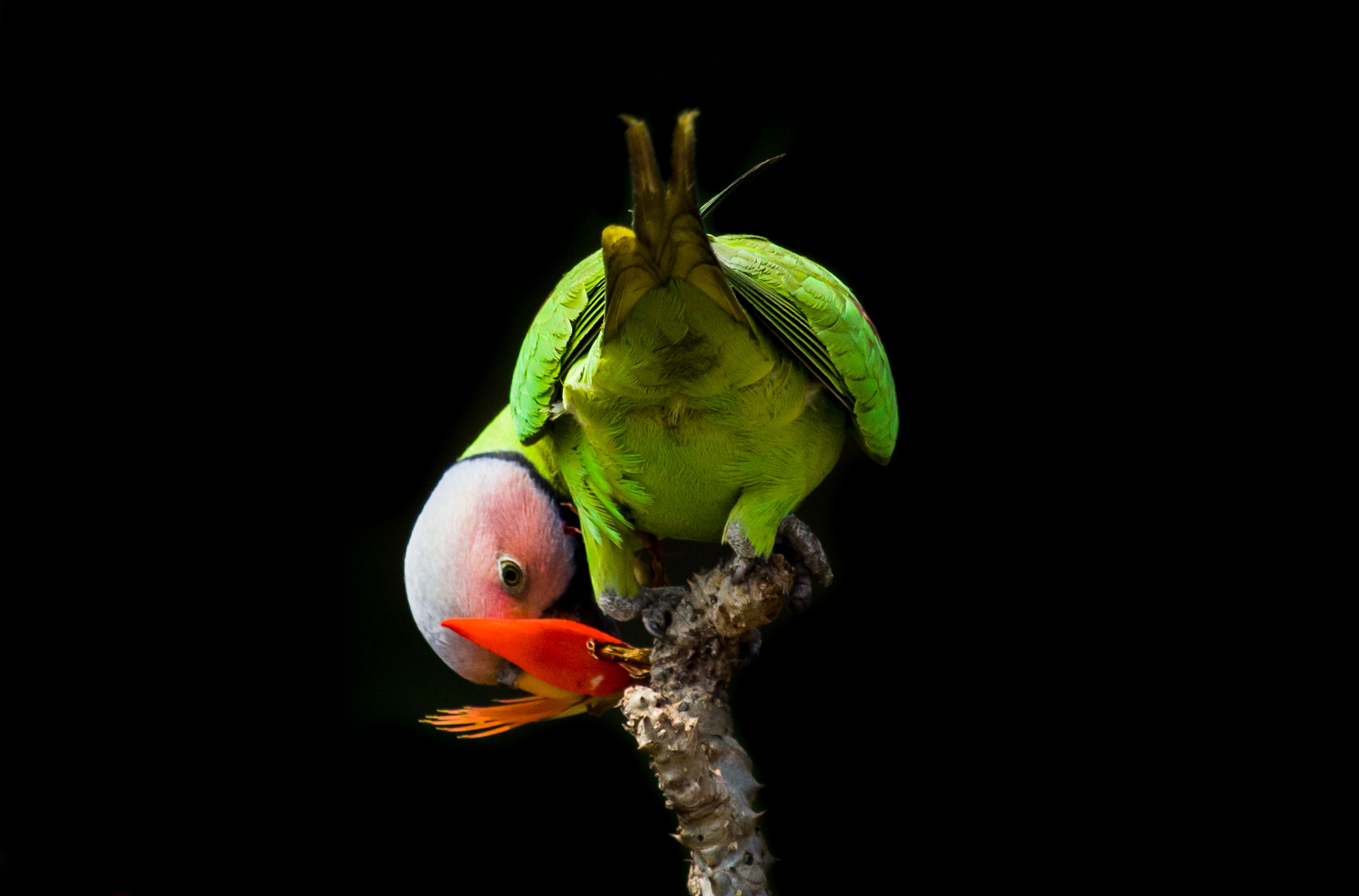 #bird #natgeo #photography #birdphotography #nature #beeeater #green #animal #wildlife, Shadab Ishtiyak