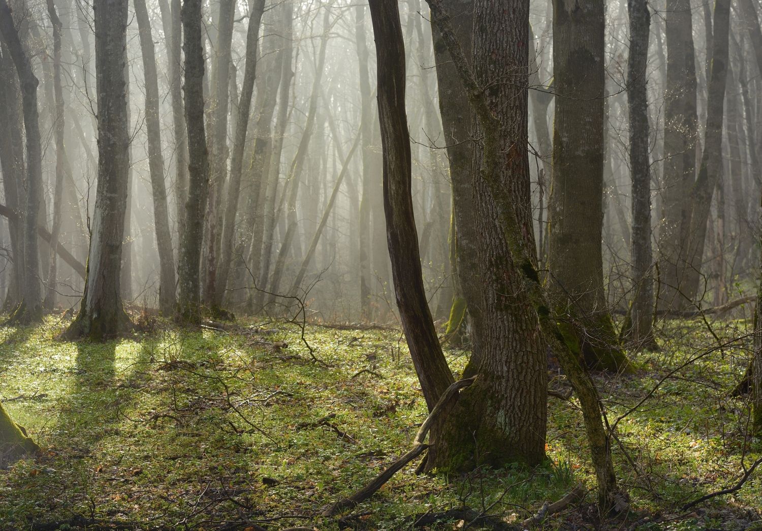 весна туман лес утро, Александр Жарников