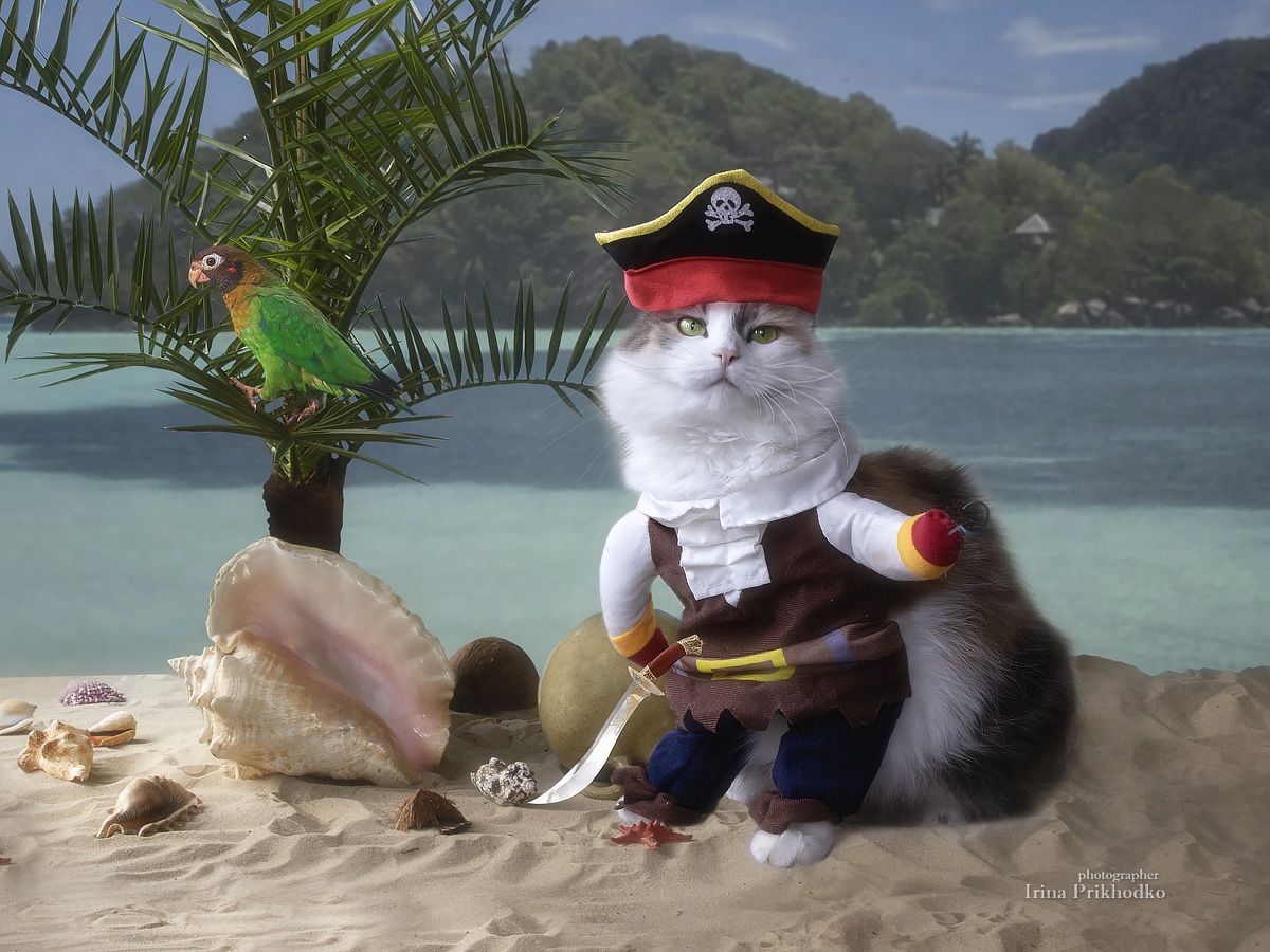постановочное фото, кошка, марионетка, пират, морской берег, Приходько Ирина