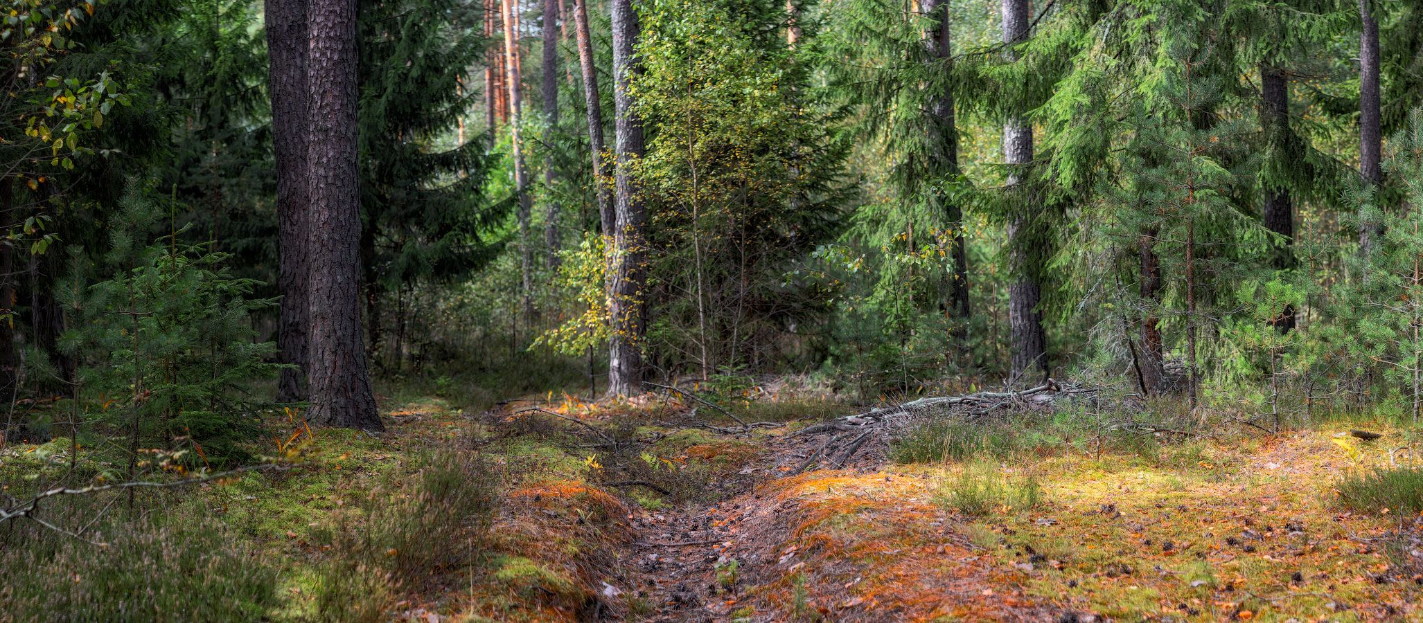 лес, лето, деревья,, Сергей Шабуневич
