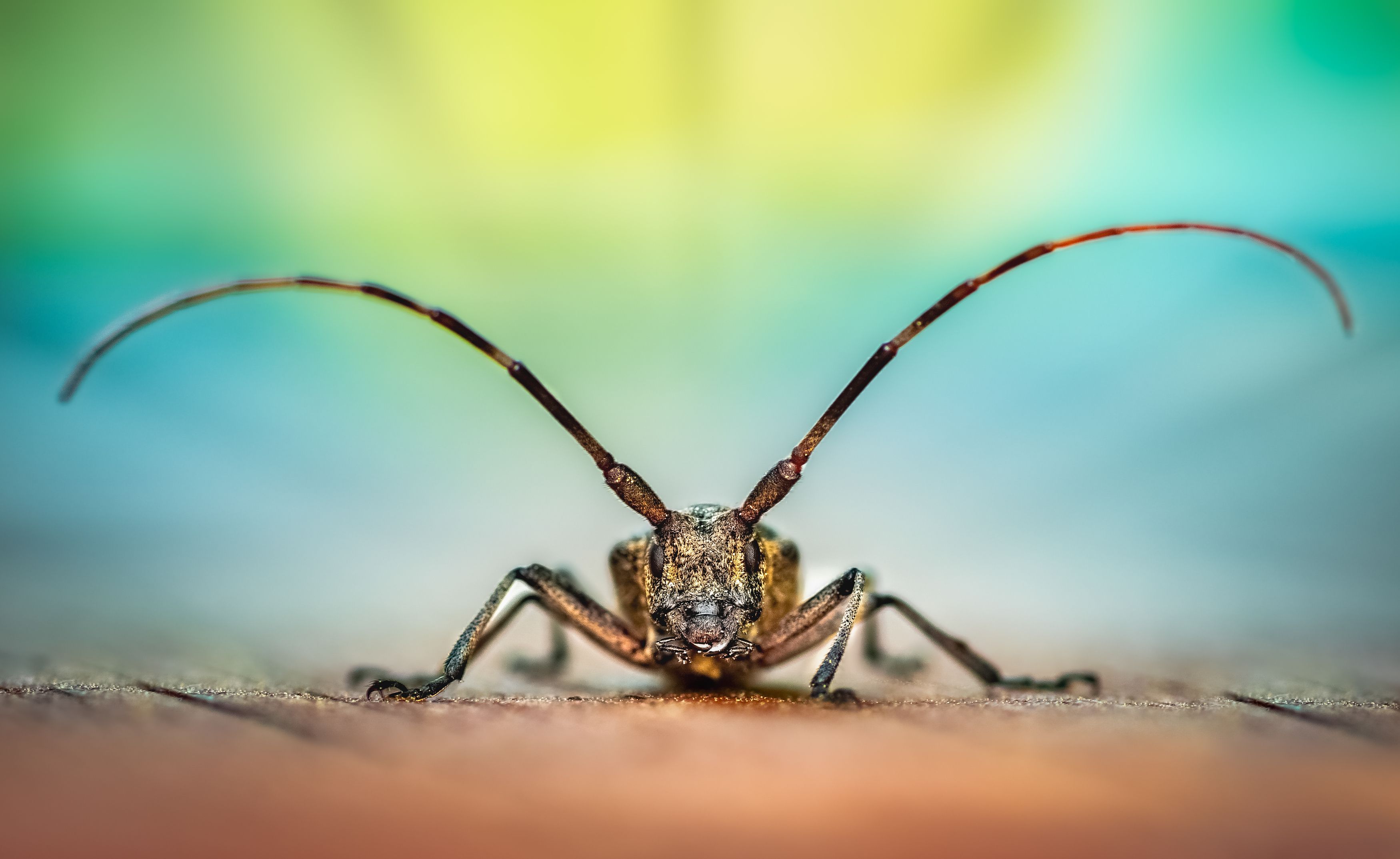 beetle, insect, fall, autumn, stink bug, macro, leaves, season, seasons, camouflage, camouflaged, longhorn,, Atul Saluja