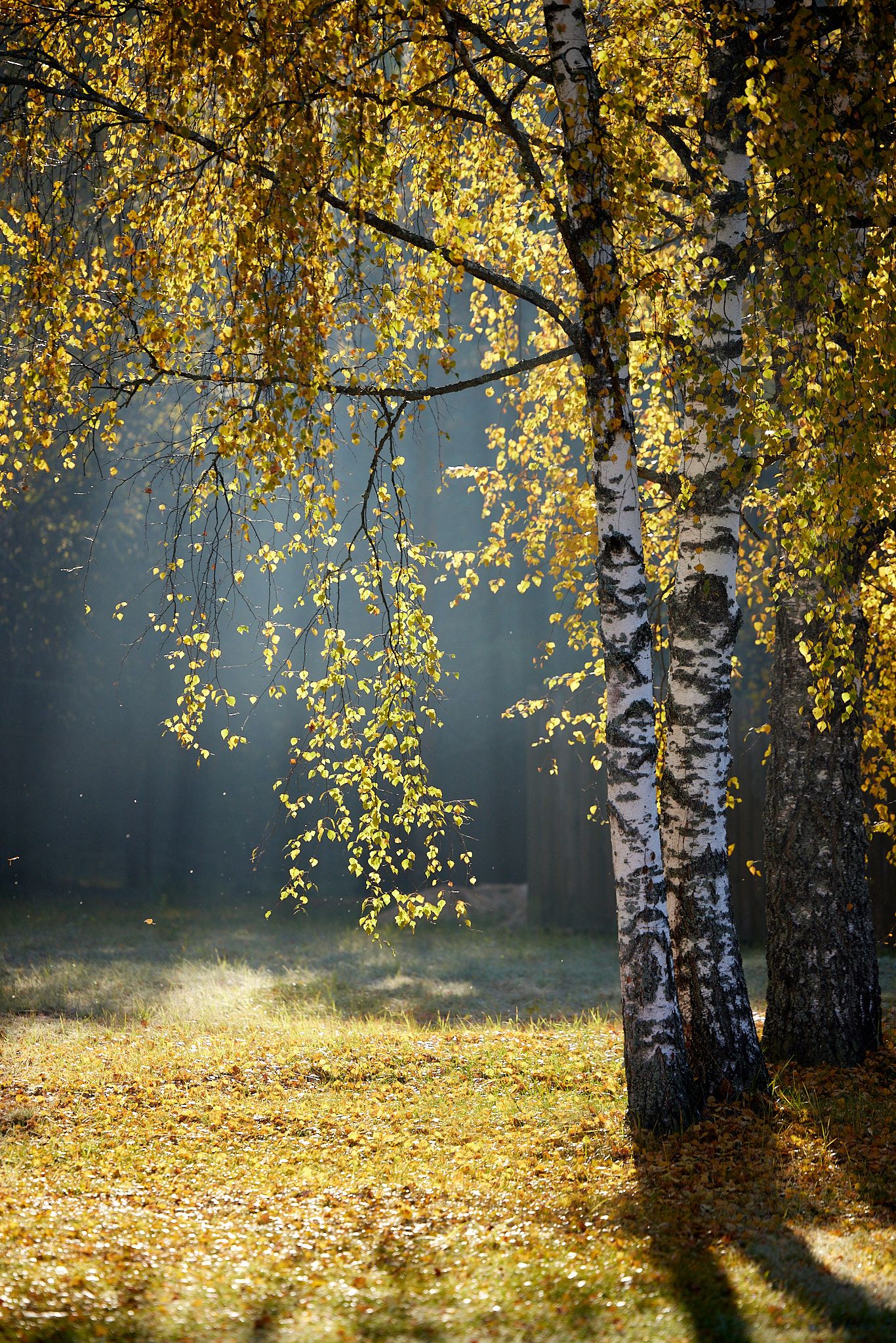 осень, октябрь, берёза, утро, дымка, золотая осень, autumn, october, morning, birch, haze, Алексей Романов