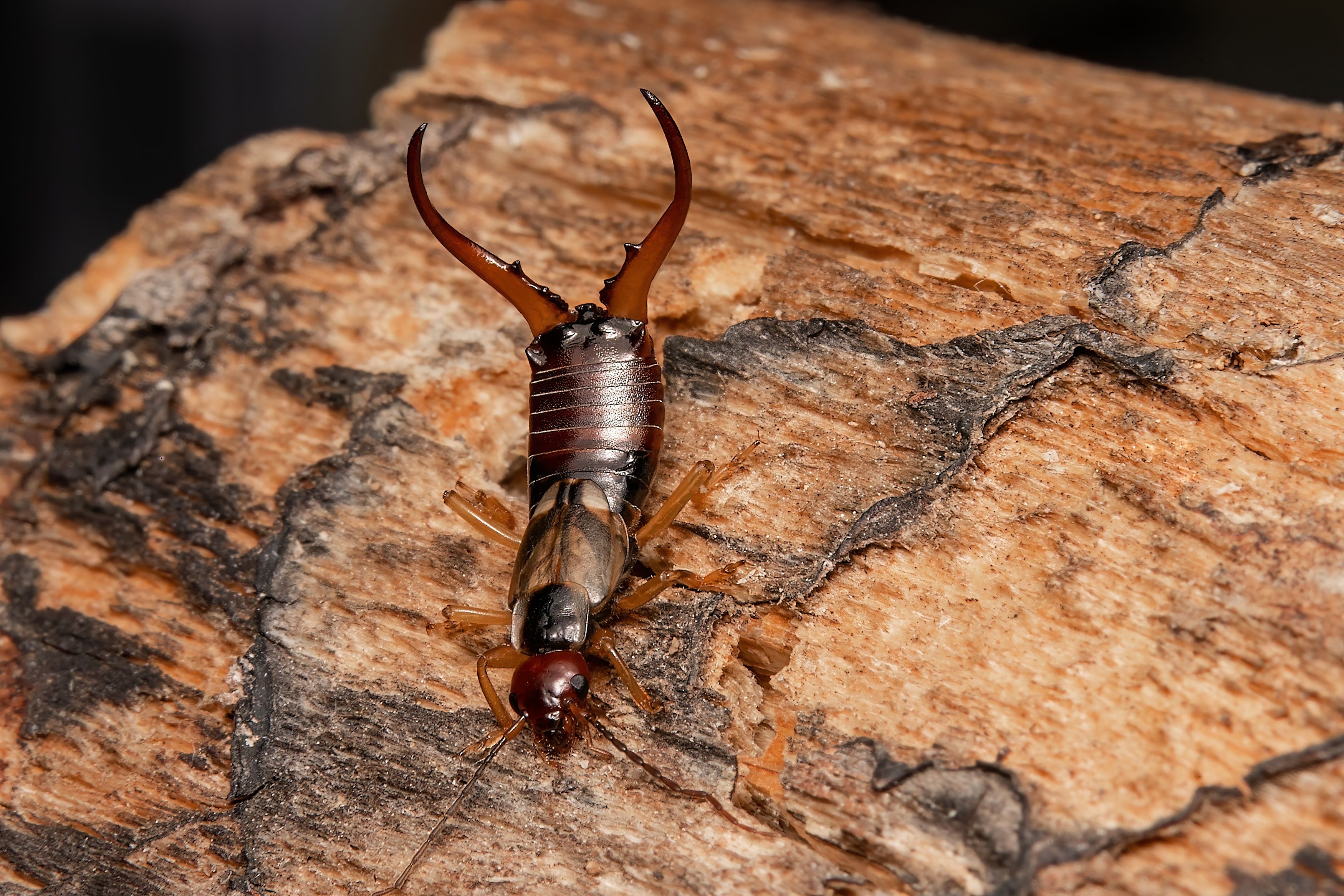 insect, macrophoto, insectphoto, pest, Stephane