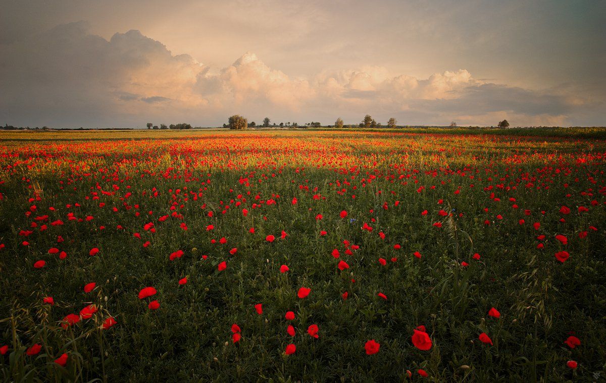 poppies, field, nature, golden, hour, Wojciech Grzanka