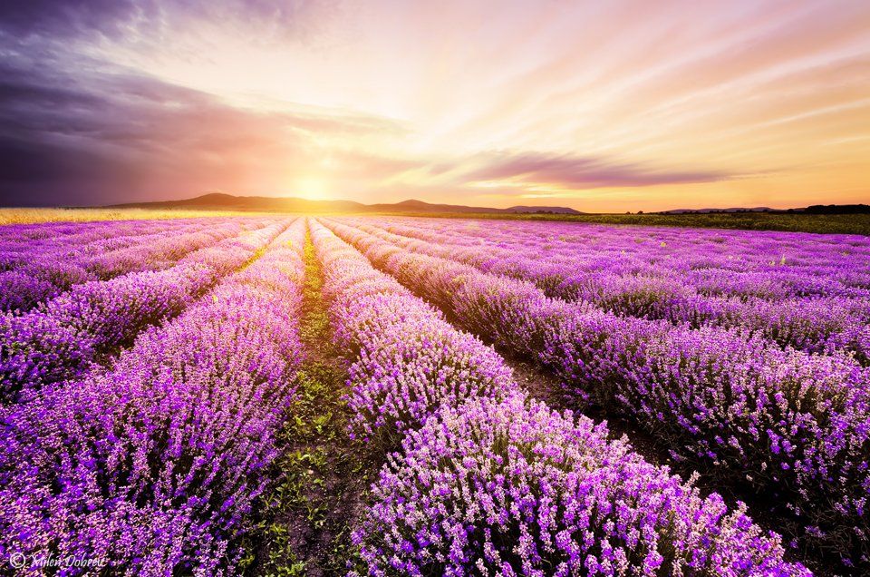 Lavender, Bulgaria, field, sunrise, landscape, Милен Добрев