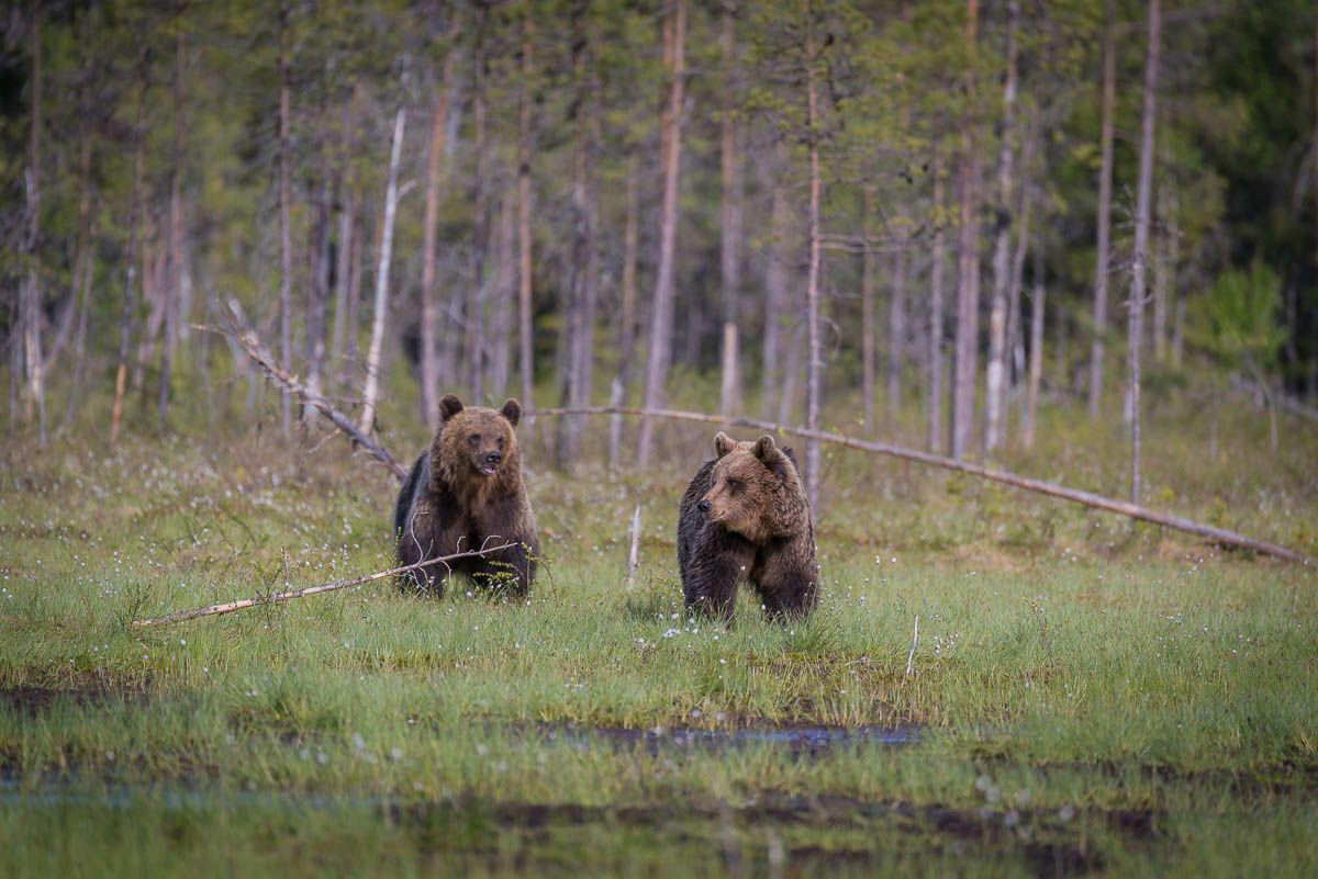 дикая природа, медведи, бурые медведи, Карелия, лето, лес, Анна Яценко