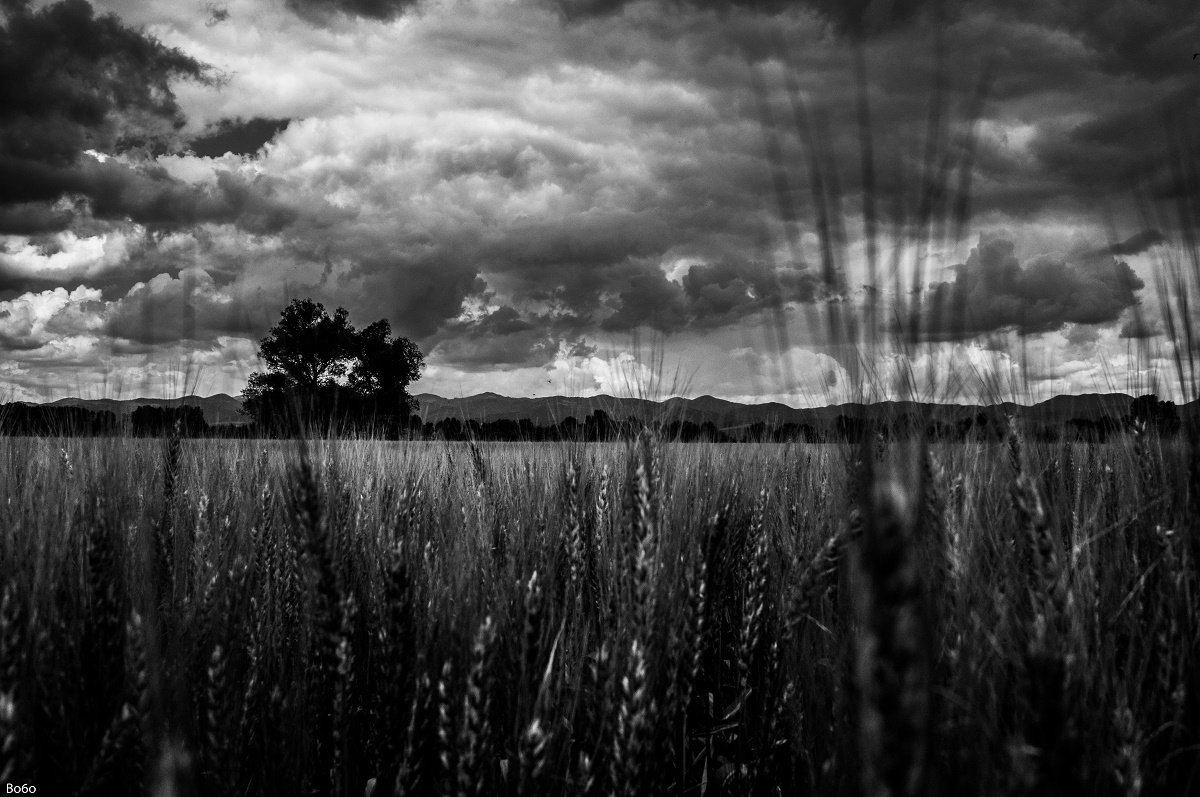 storm, wheat, tree, field, landscape, black and white, clouds, nature, spring,, Boris Preslavski