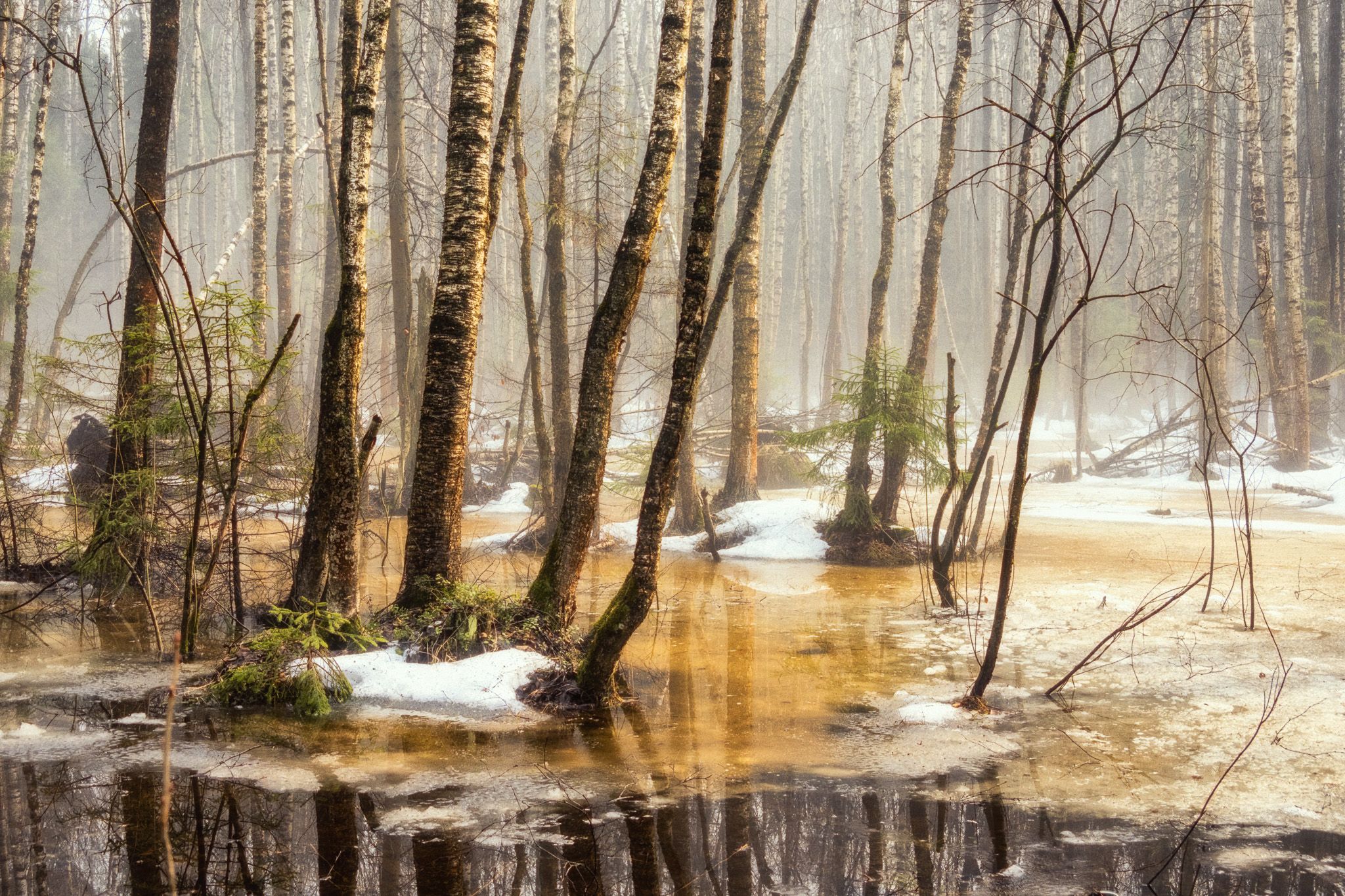 весна, лес, снег, туман, утро, Сергей Пестерев