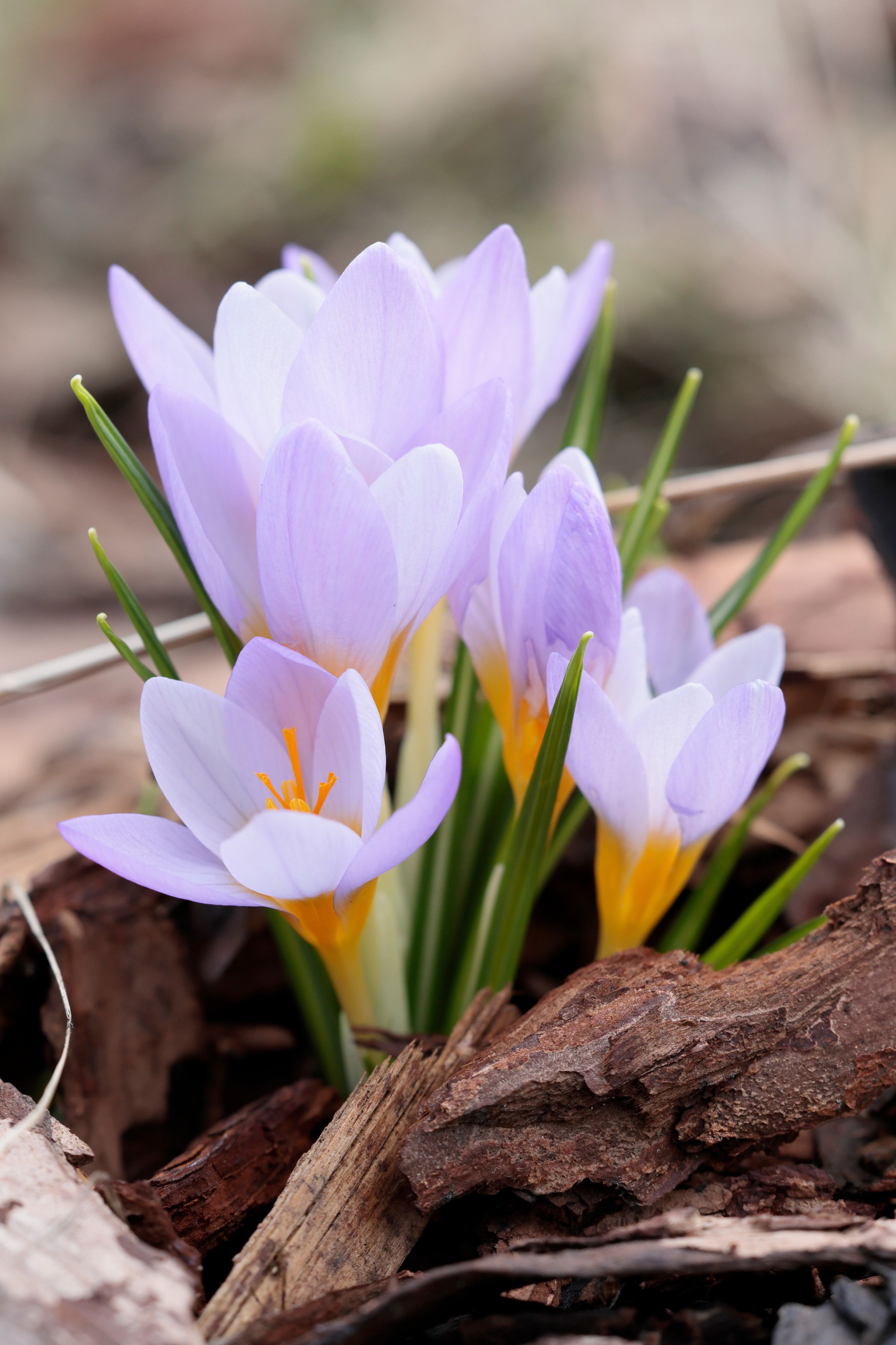 природа, крокус, цветы, весна, Алексей Попов