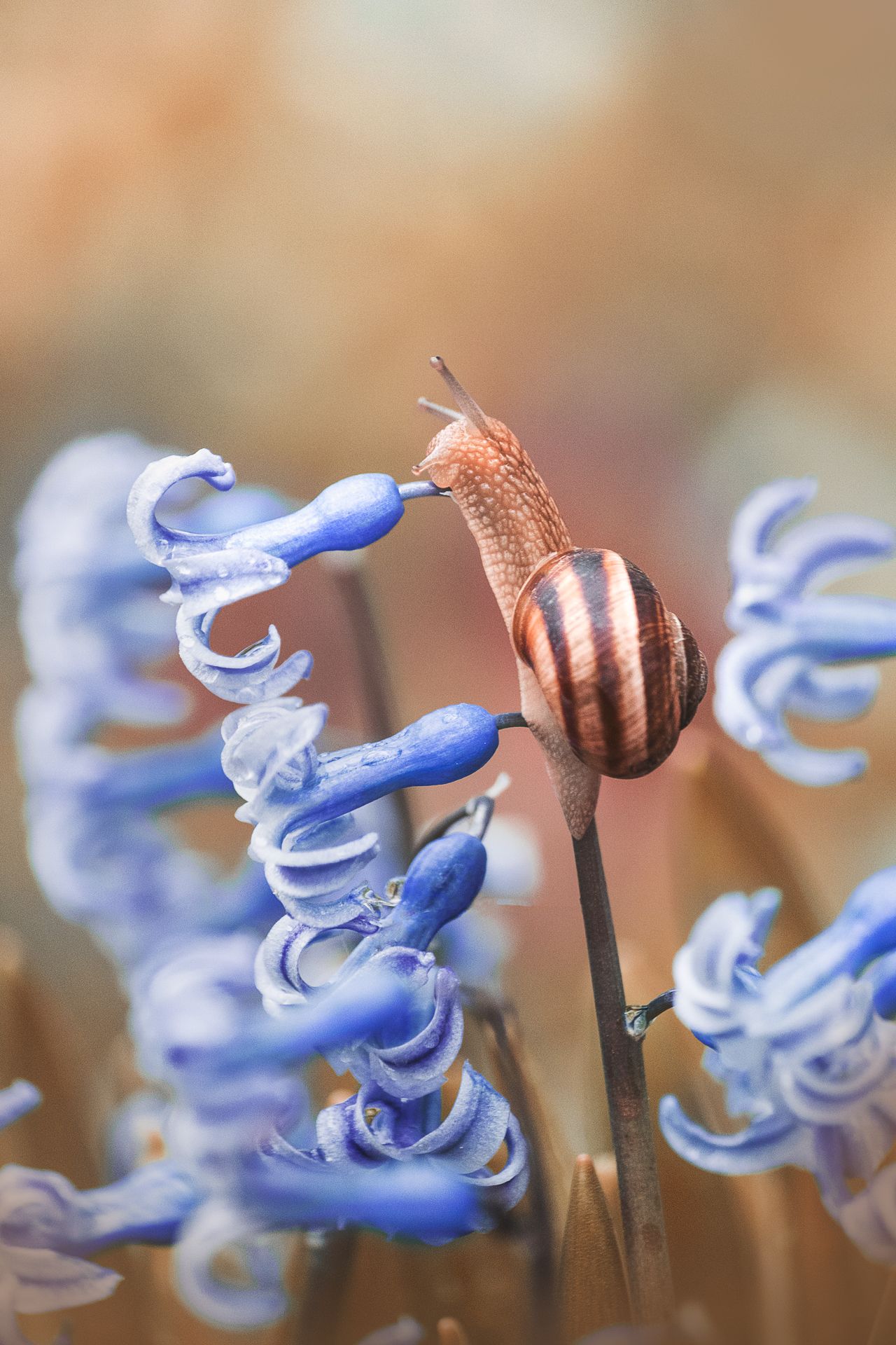 snail, macro, hyacinth, flower, close up, улитка, цветок, макро, Tonova Vania