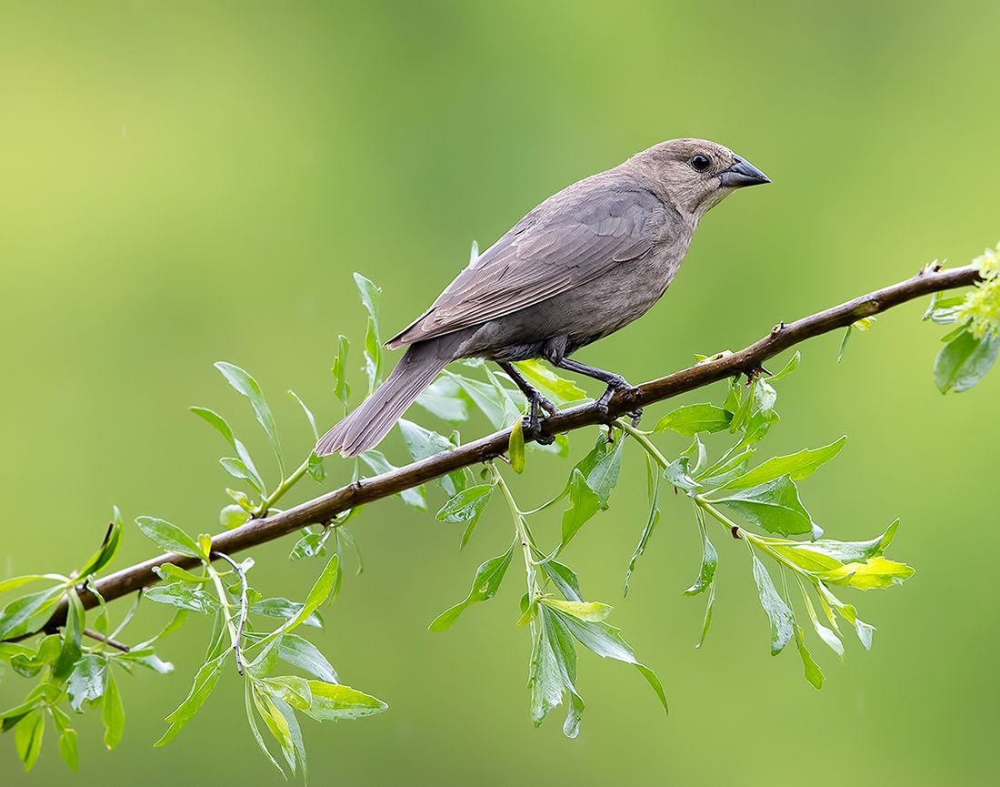 буроголовый коровий трупиал, brown-headed cowbird, трупиал, Etkind Elizabeth