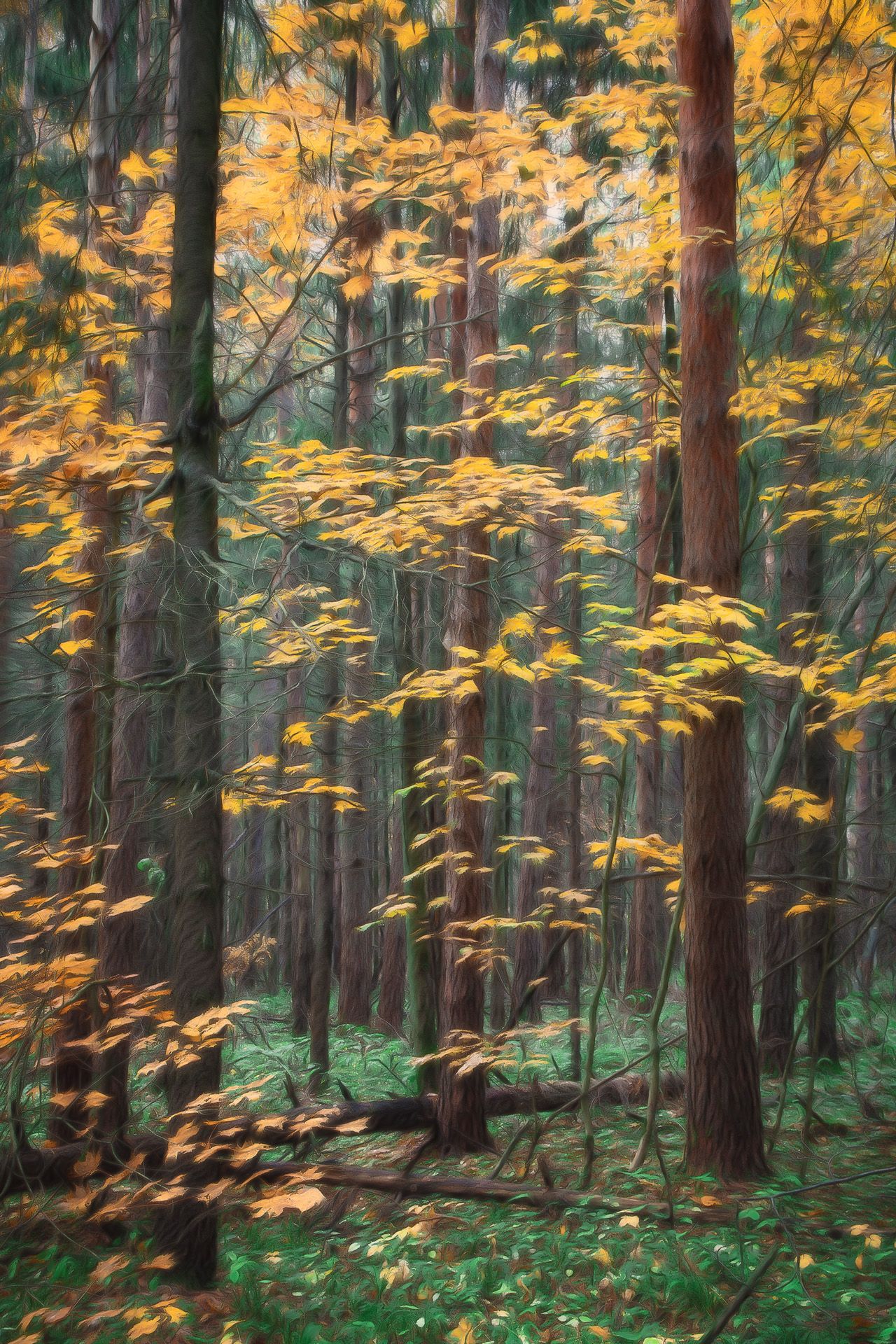 лес, осень, пейзаж, forest, woodland, autumn, landscape, Валерий Вождаев