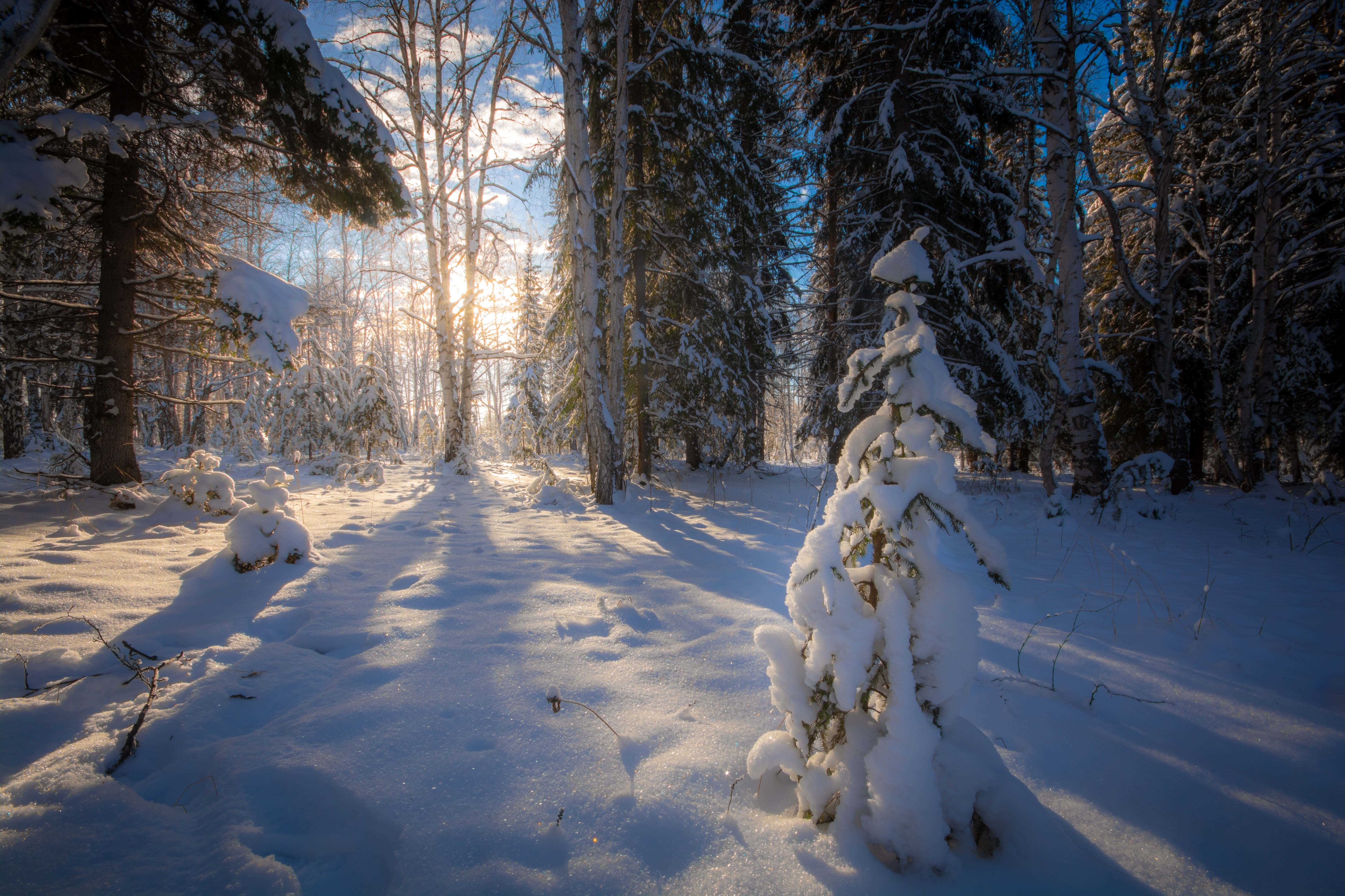 зима солнце лес пейзаж деревья свет, Жданов Дмитрий