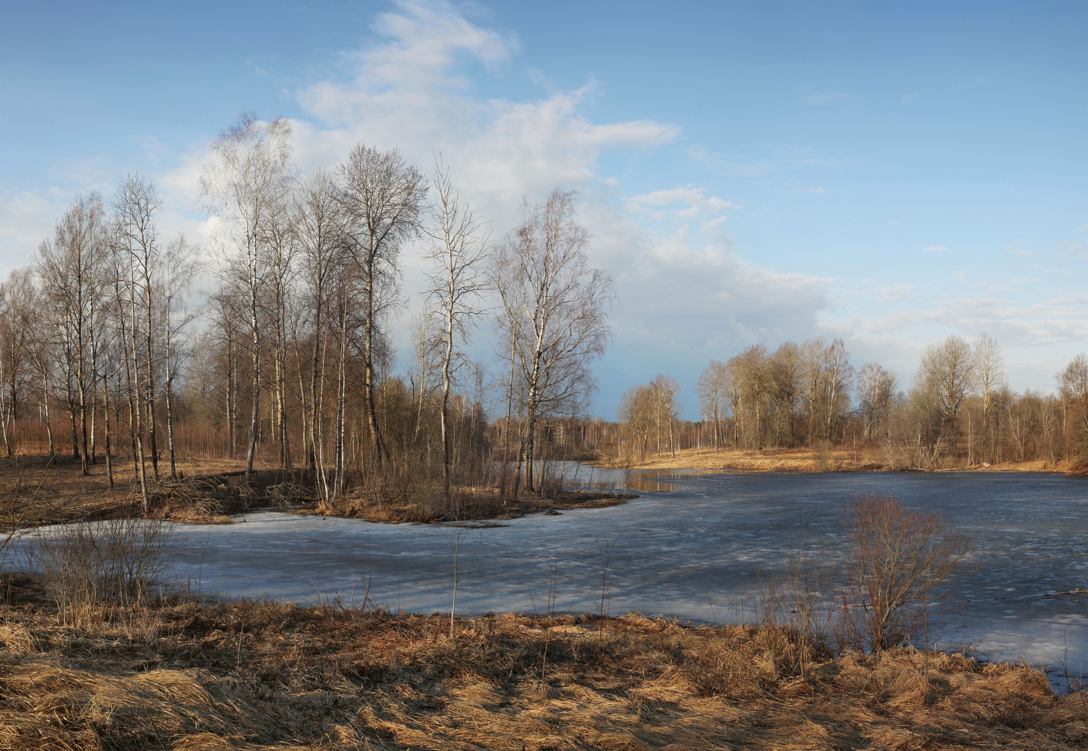 весна , пруд , лес, Александр Свистков