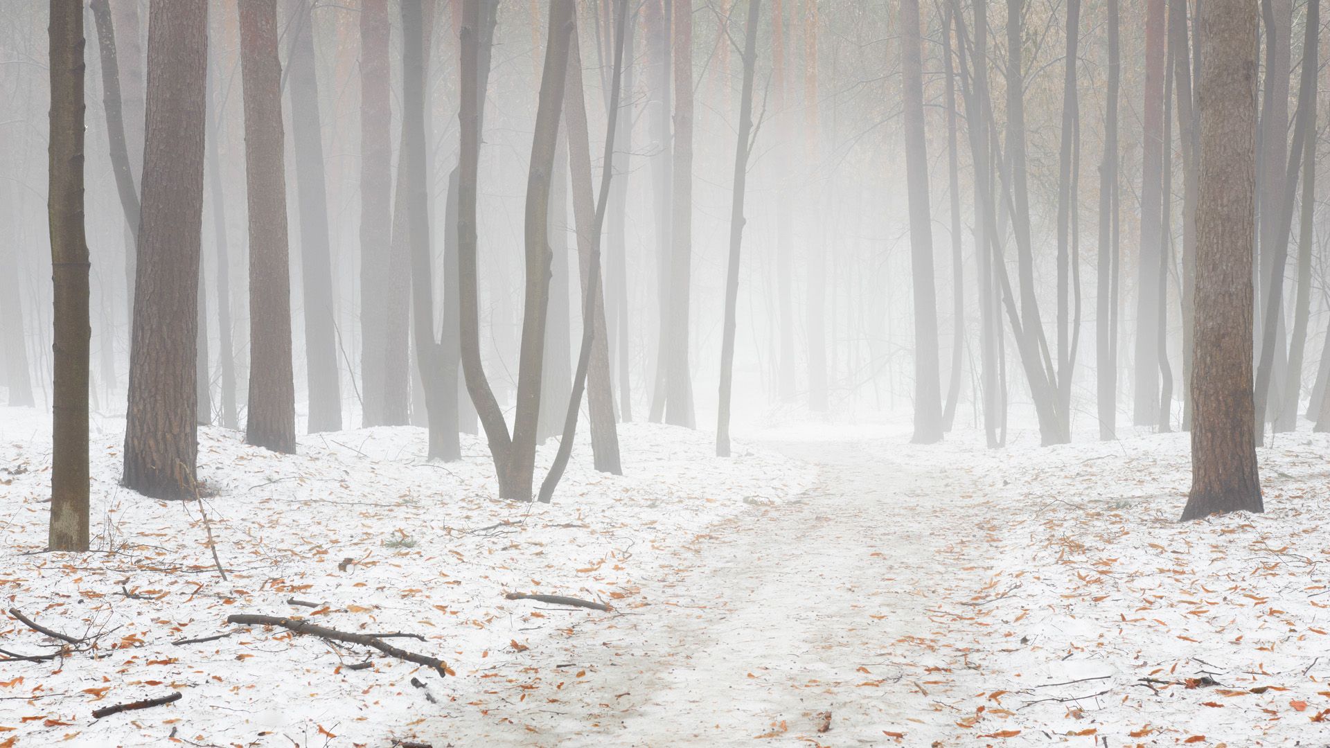 лес, туман, деревья, Валерий Вождаев