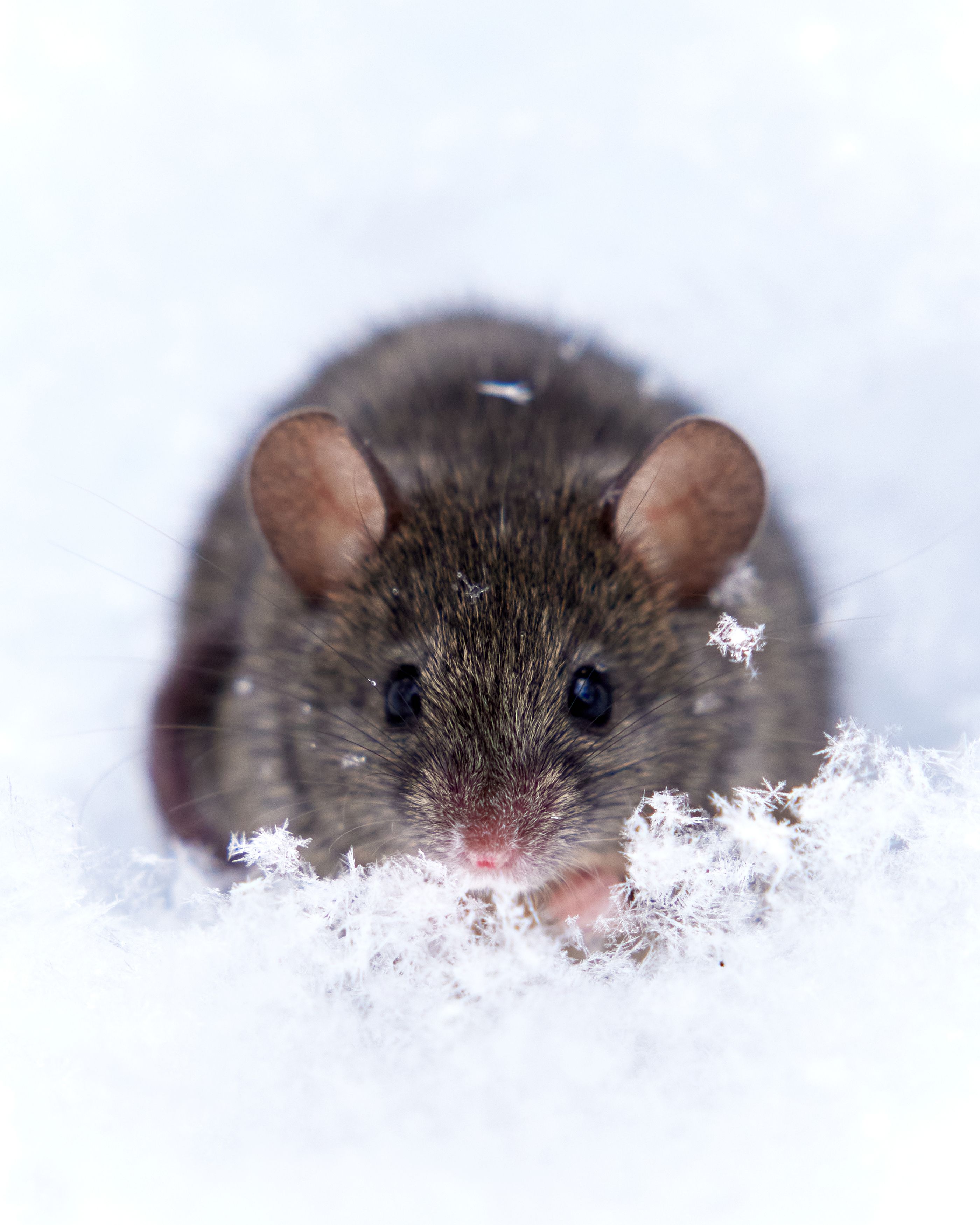 Европейская полевая мышь (66 фото)
