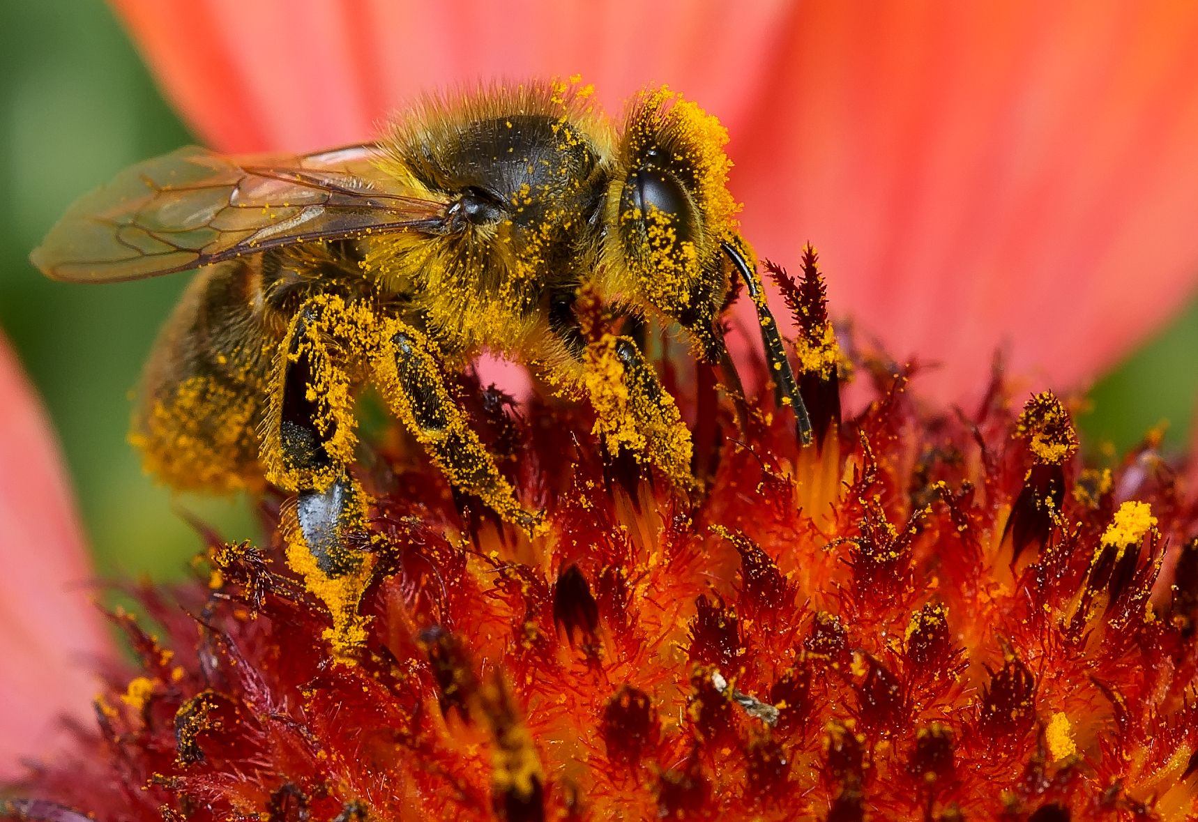 пчела медоносная, apis mellifera, пчелиные, apidae, Павел Черенков