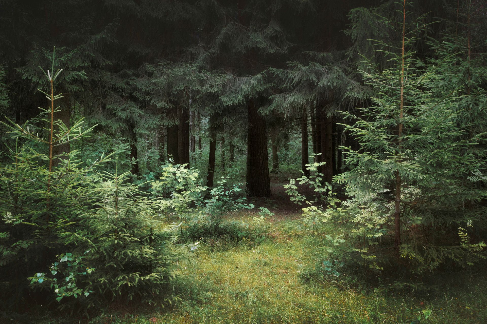 лес, деревья, пейзаж, forest, woodland, trees, landscape, Валерий Вождаев