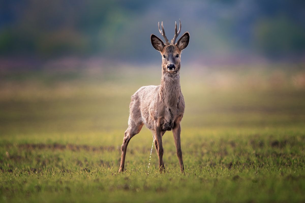 Поливальный понедельник, Śmigus-dyngus, Dyngus Day, roe-deer, animal, wildlife, Wojciech Grzanka