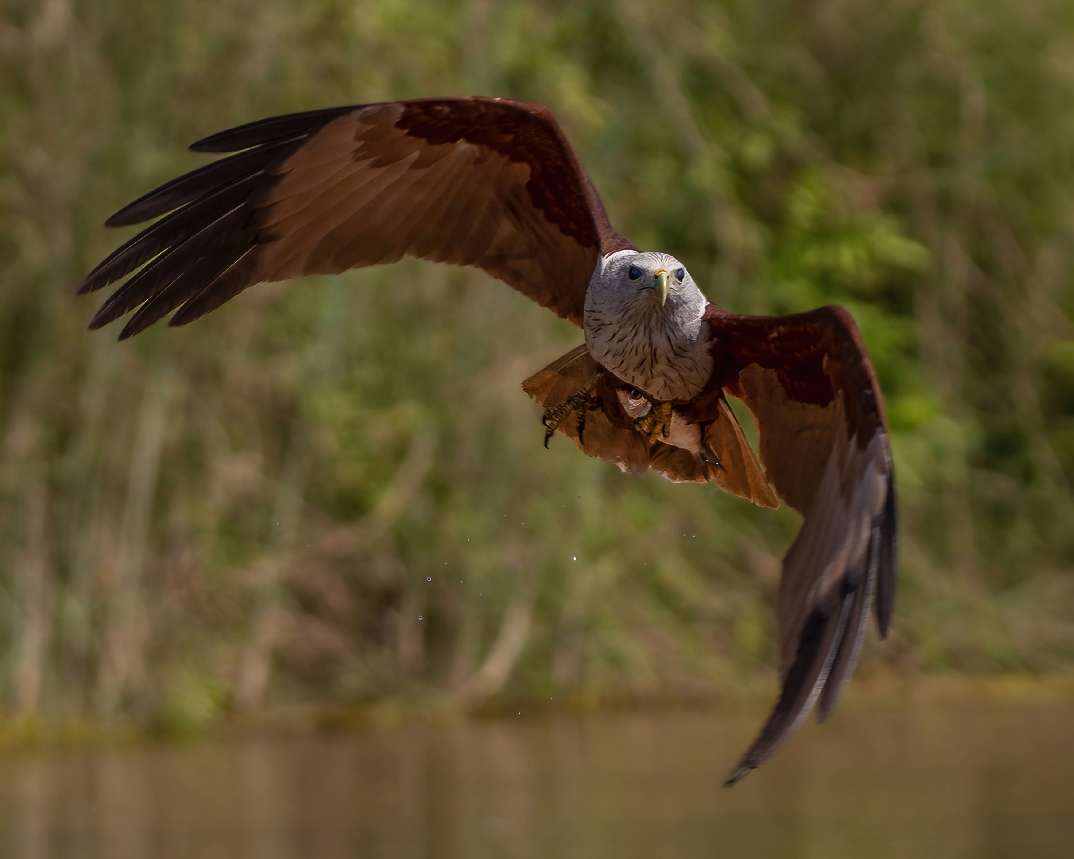 Wildlife photography indianwildlife birds predators, Madhurya Mozumder