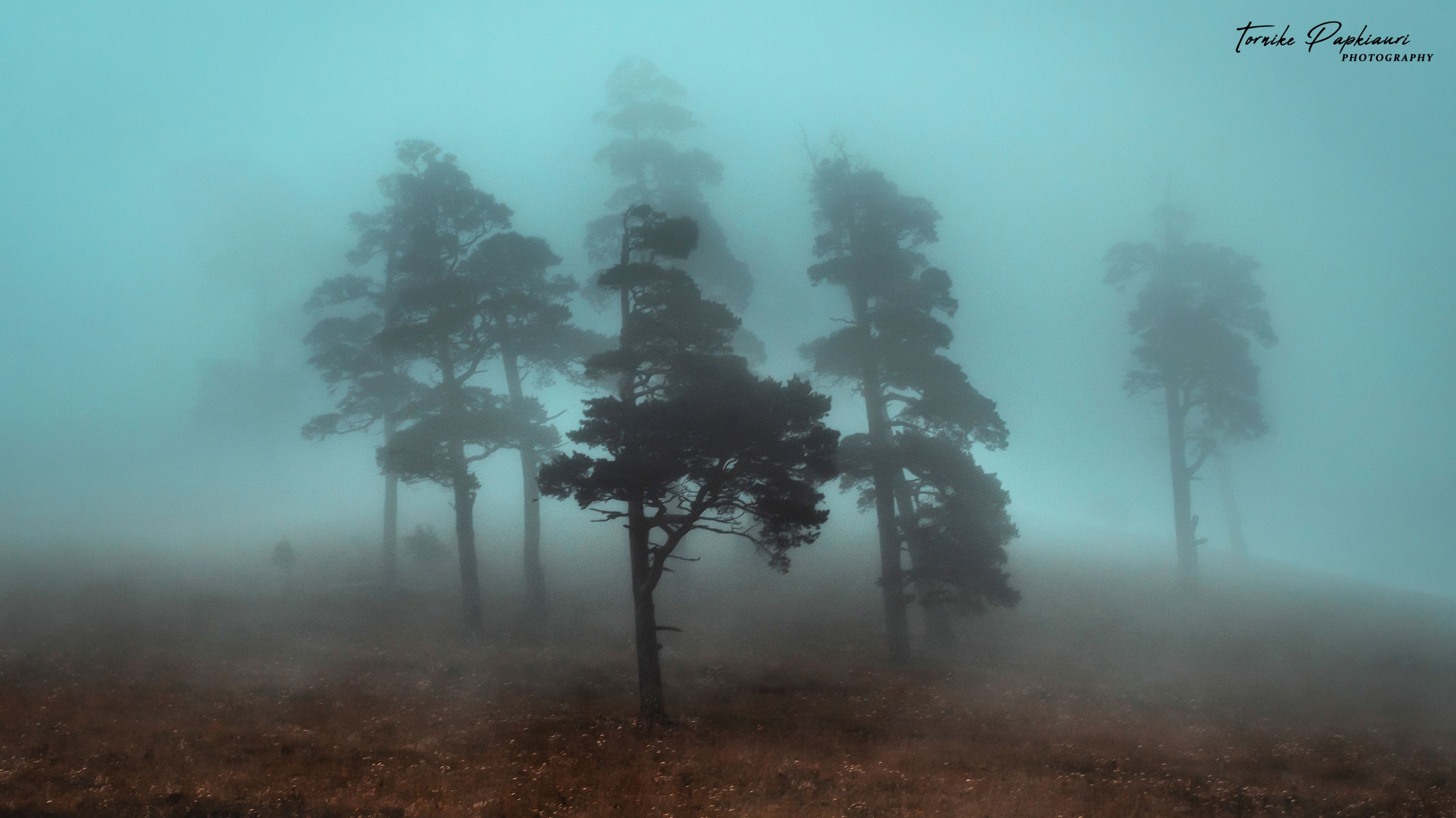 landscape, georgia, tree, mist, fog, PAPKIAURI TORNIKE