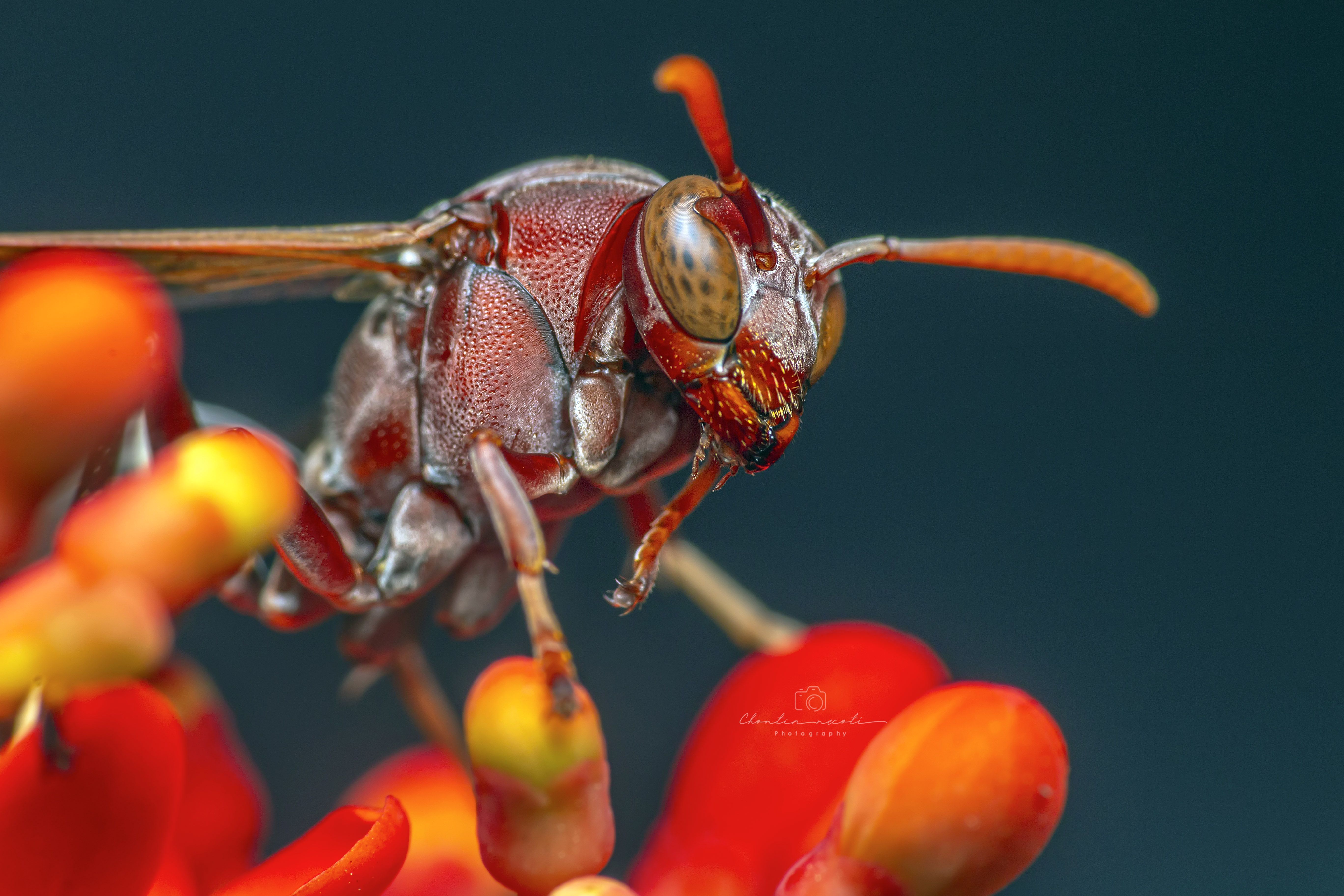 wasp, small, animal, insect, focus, red, macro, wings, nature, natural, beauty, beautiful, NeCoTi ChonTin