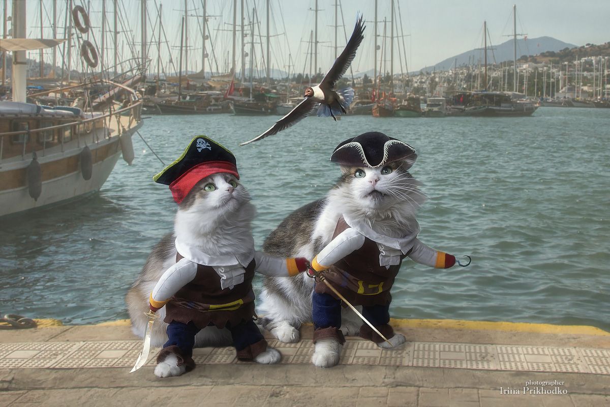 постановочное фото, смешные животные, марионетки, кошки, пиратский костюм, Приходько Ирина