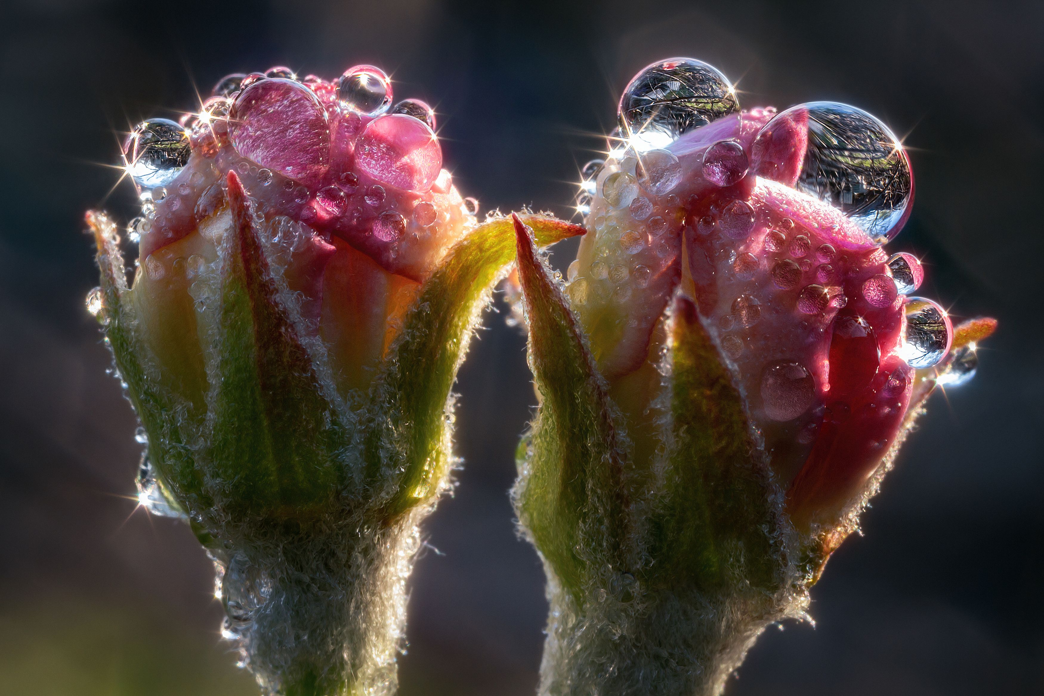 цветки бутоны яблоня капли роса макро фотография весна природа свет цвет, Еремеев Дмитрий