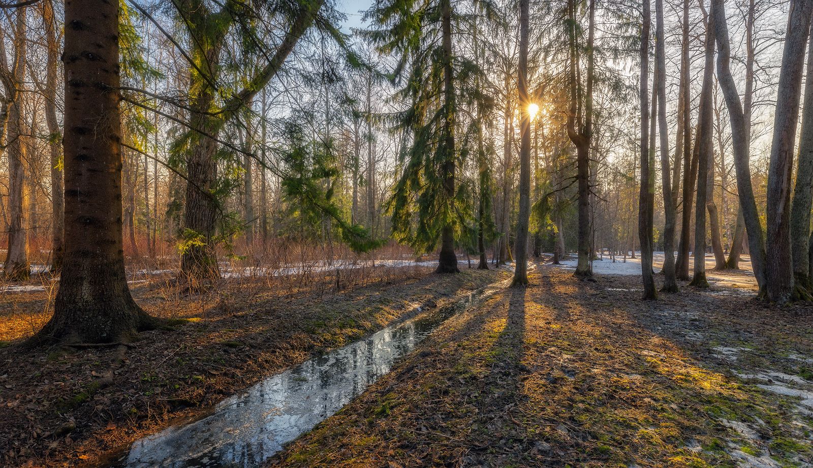 весна вечер деревья солнце снег вода царское село, Константин Скороходов