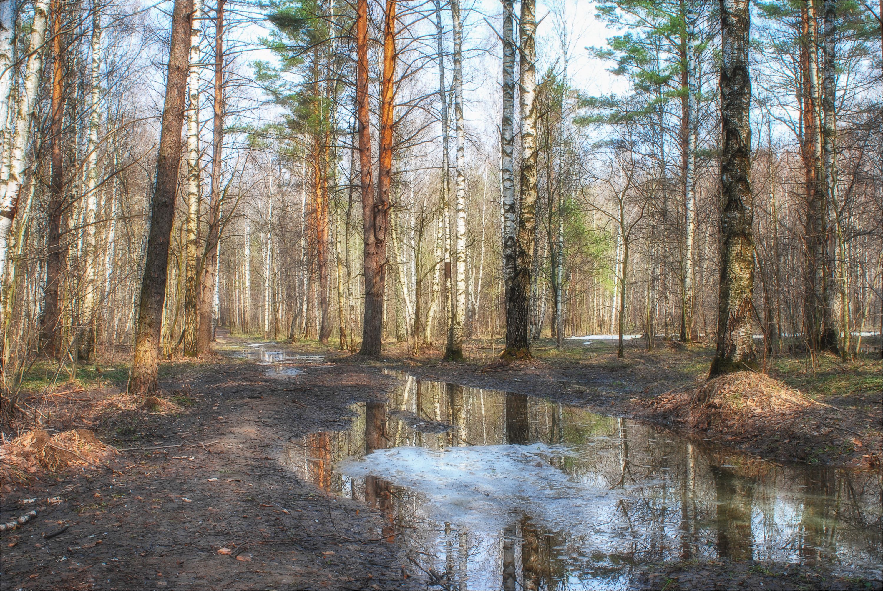 лес лужи отражения, Вера Петри