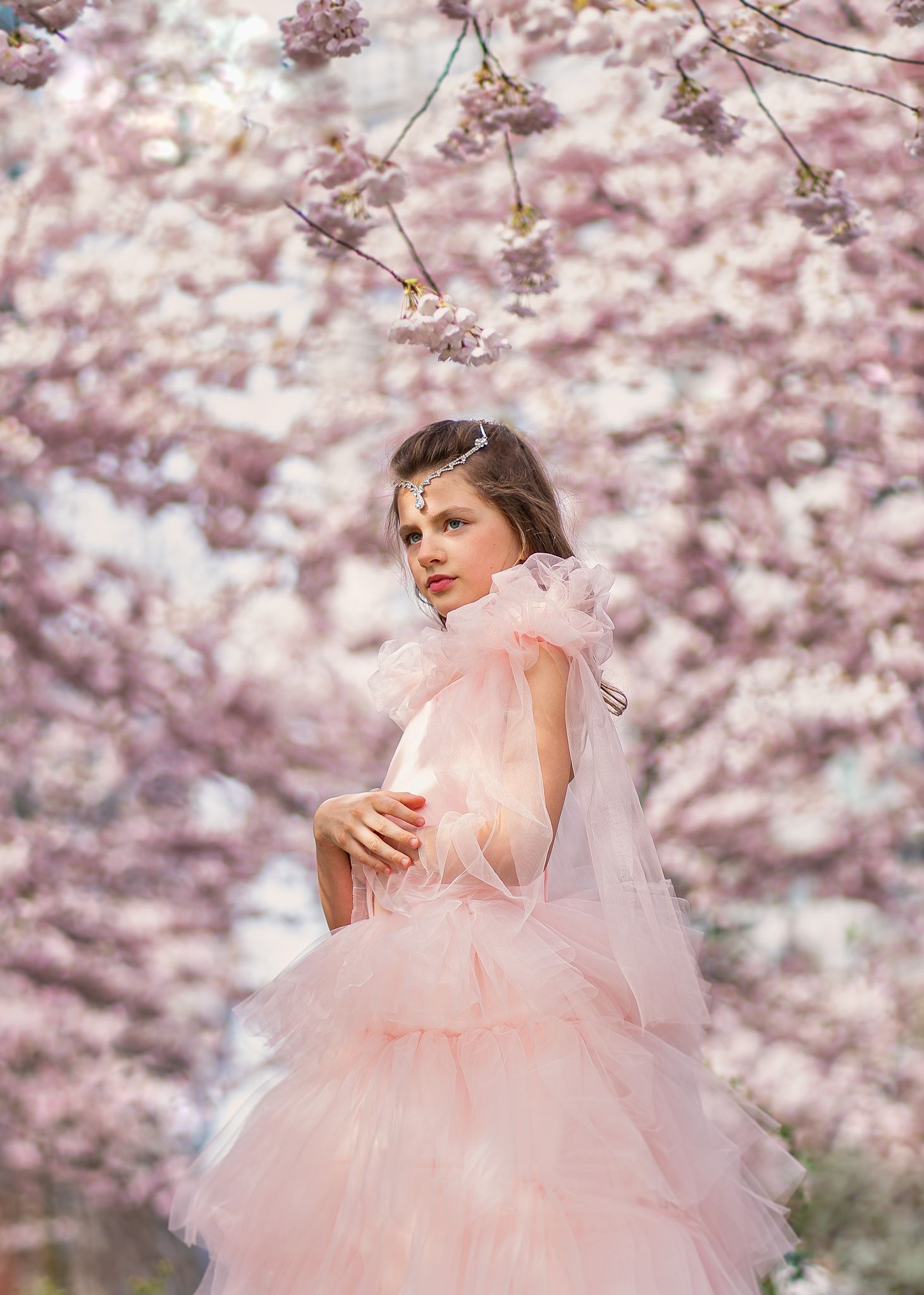 amazing cherry blossom , Borisova Natalia