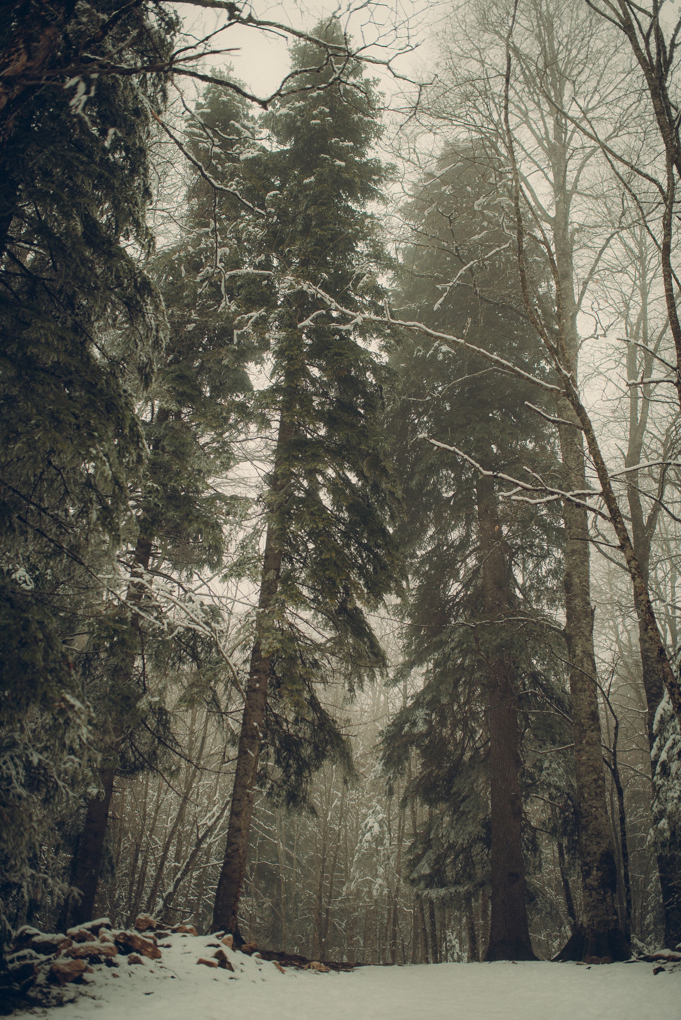 лес,снег,туман, деревья, дымка, мгла, весна, Дмитрий Величко