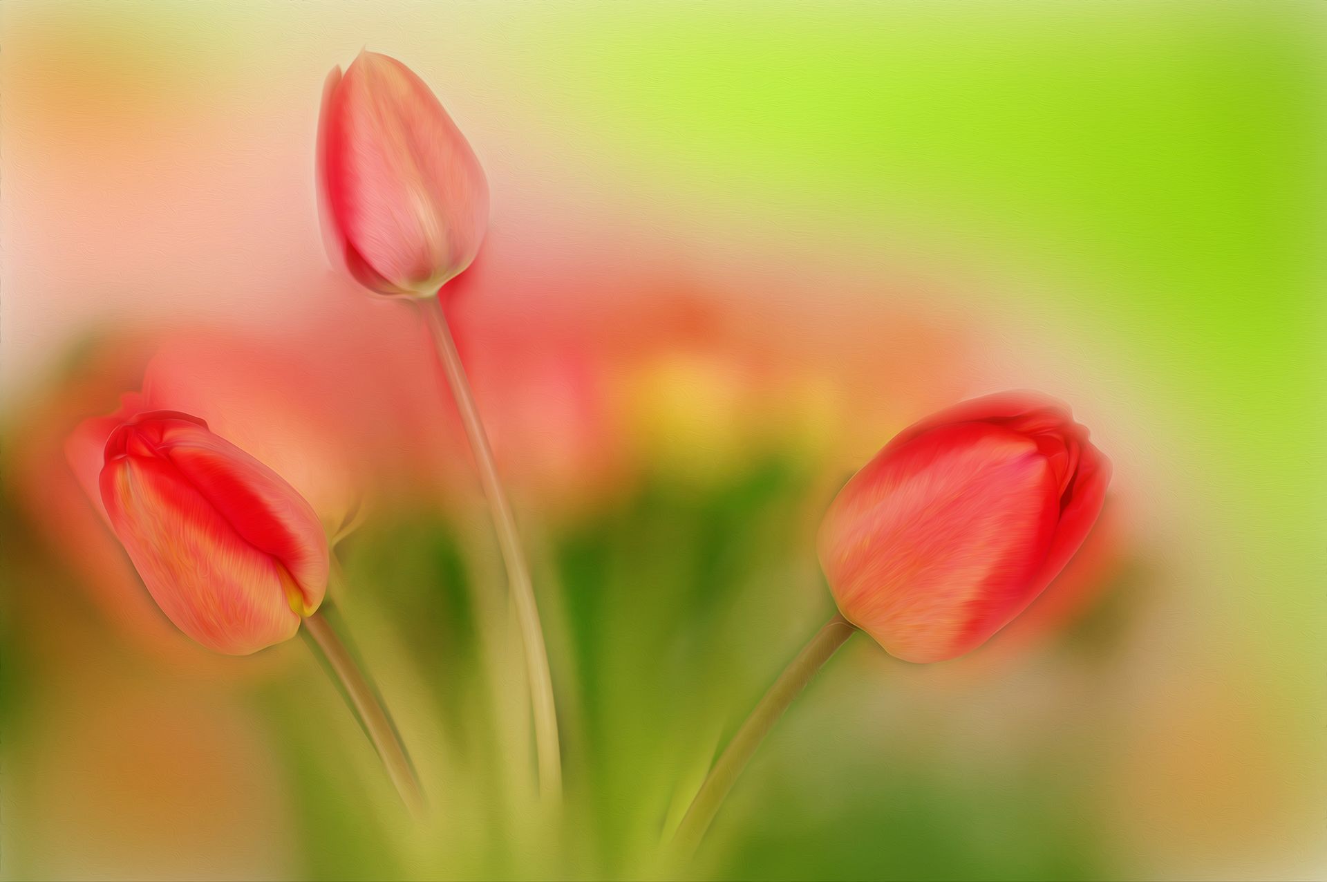 close-up, color, colors, color image, flower, flowers, green, nature, photograph, photography, red, spring, springtime, tulip, tulips,, Dr Didi Baev