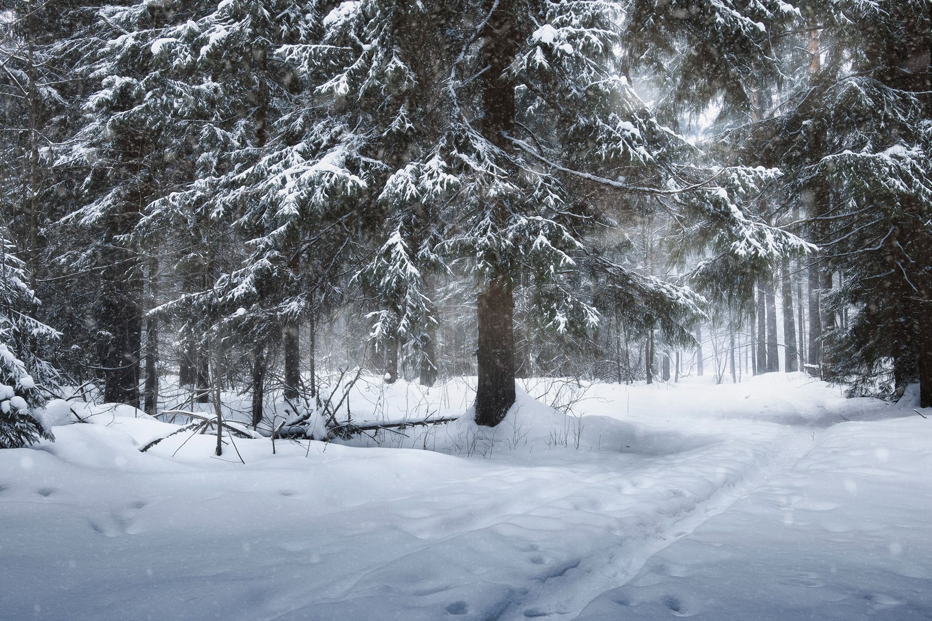 лес, зима, снег, Валерий Вождаев