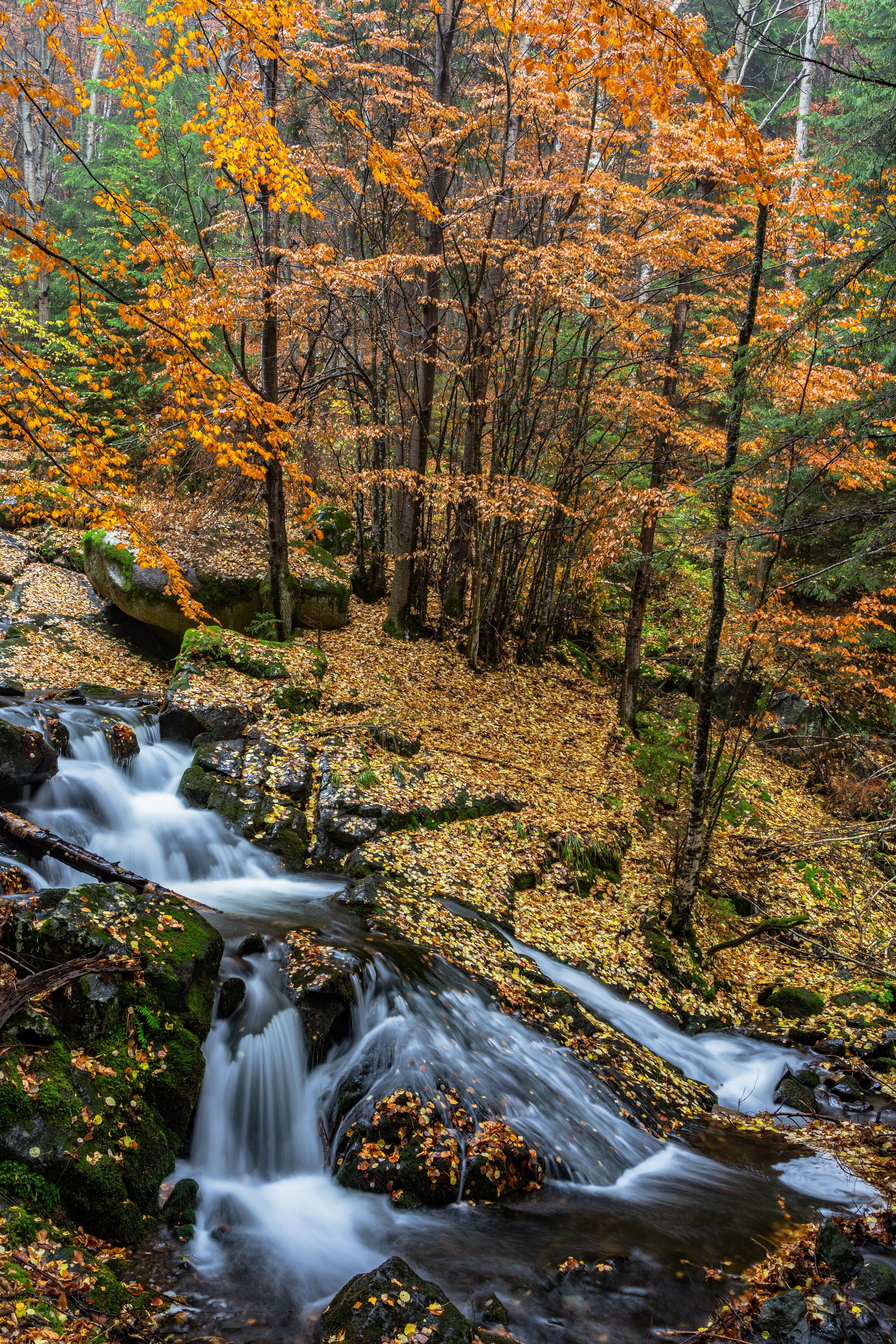 nature autumn vertical river, viktor demidov