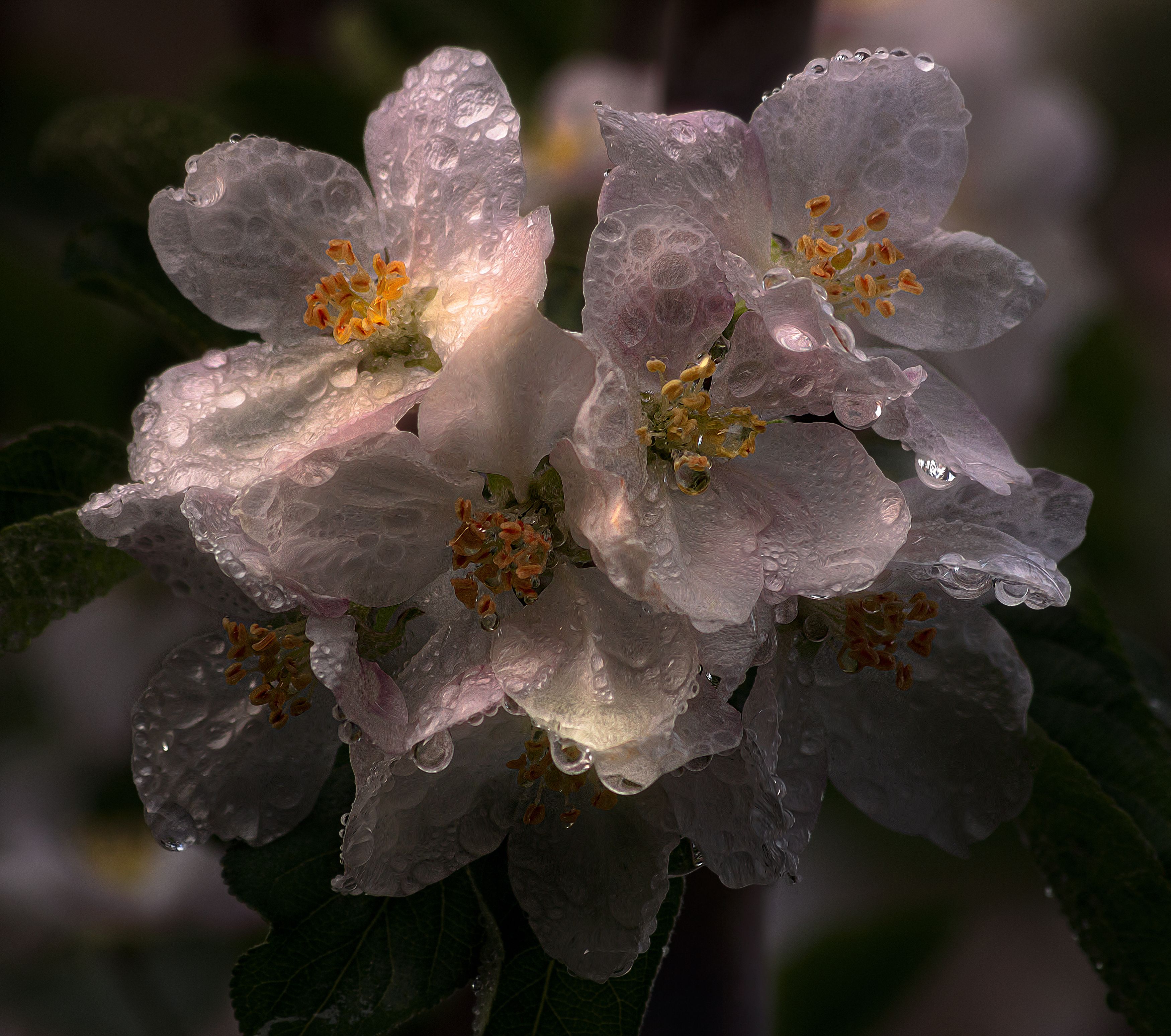 цветки яблоня дождь капли весна апрель весна природа, Еремеев Дмитрий