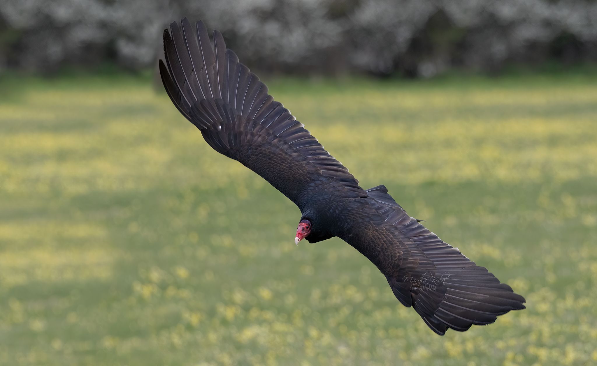turkey vulture, vulture, birds, birds of prey, action, flight, canon, MARIA KULA