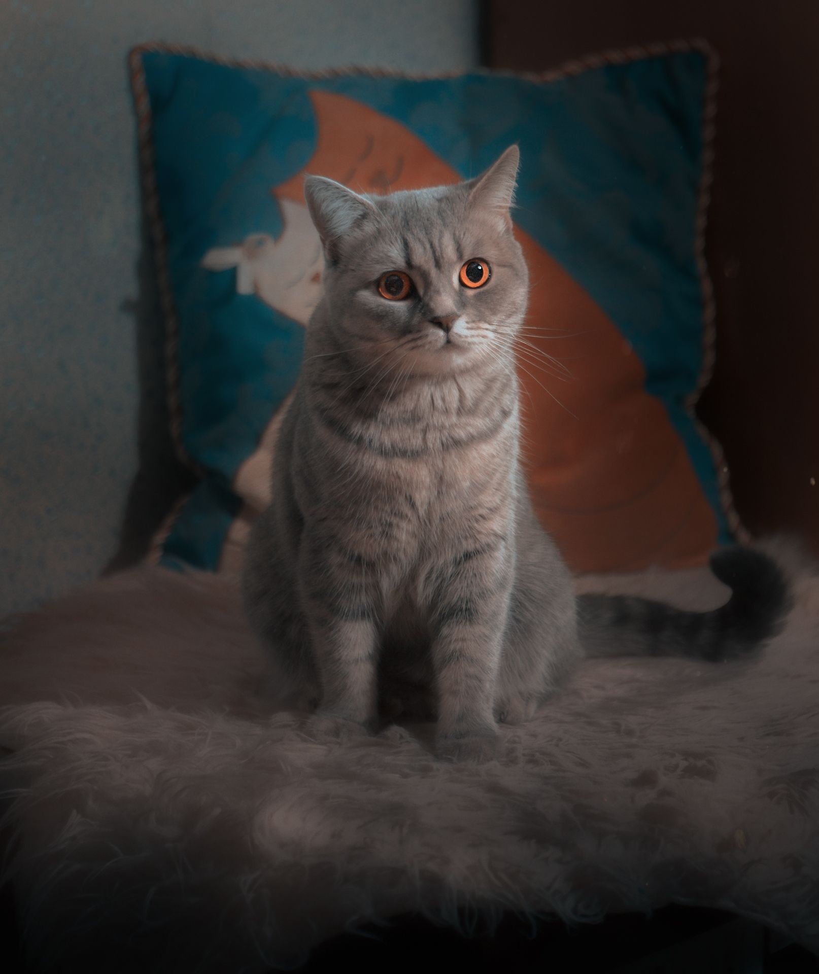 кошки, , животные, Viktor Kholudeyev
