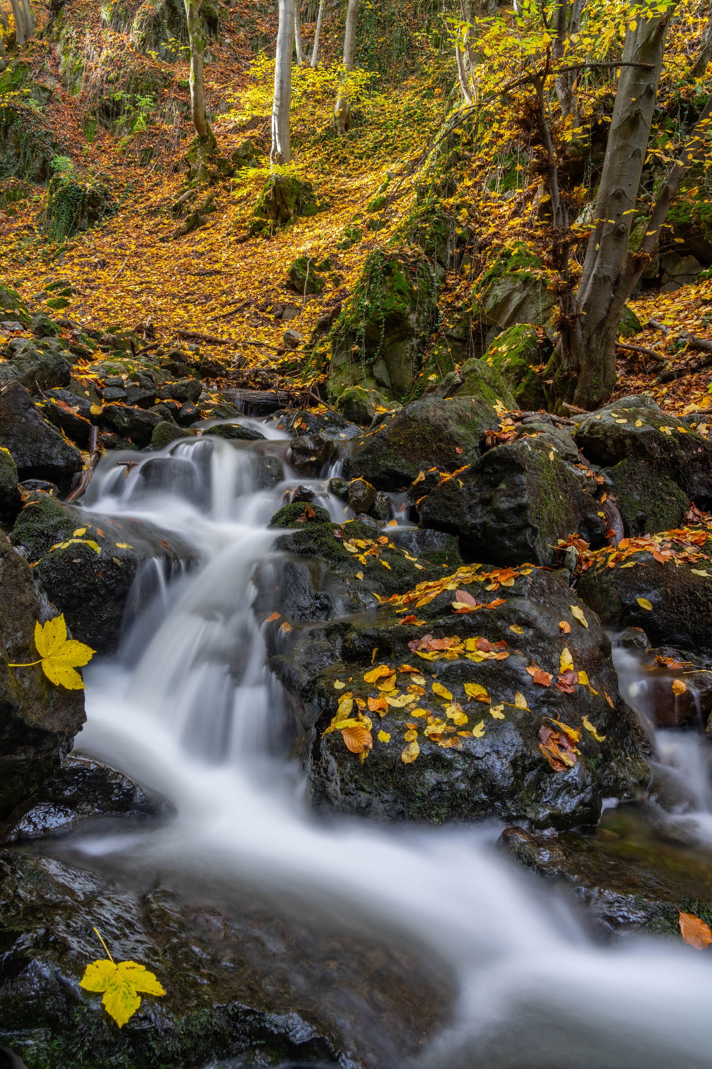 nature river landscapes vertical autumn, viktor demidov