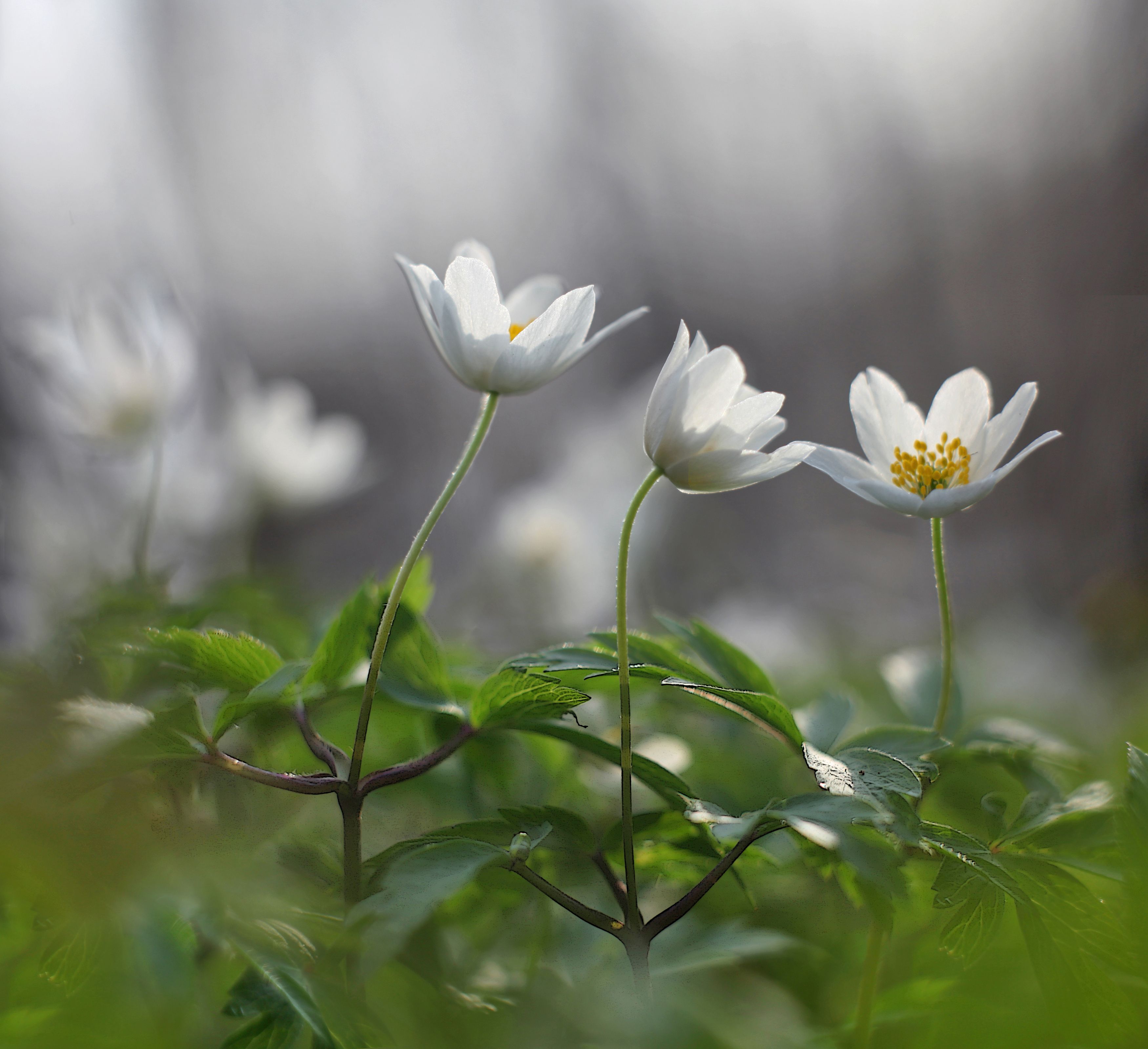 цветы , весна, Александр Свистков