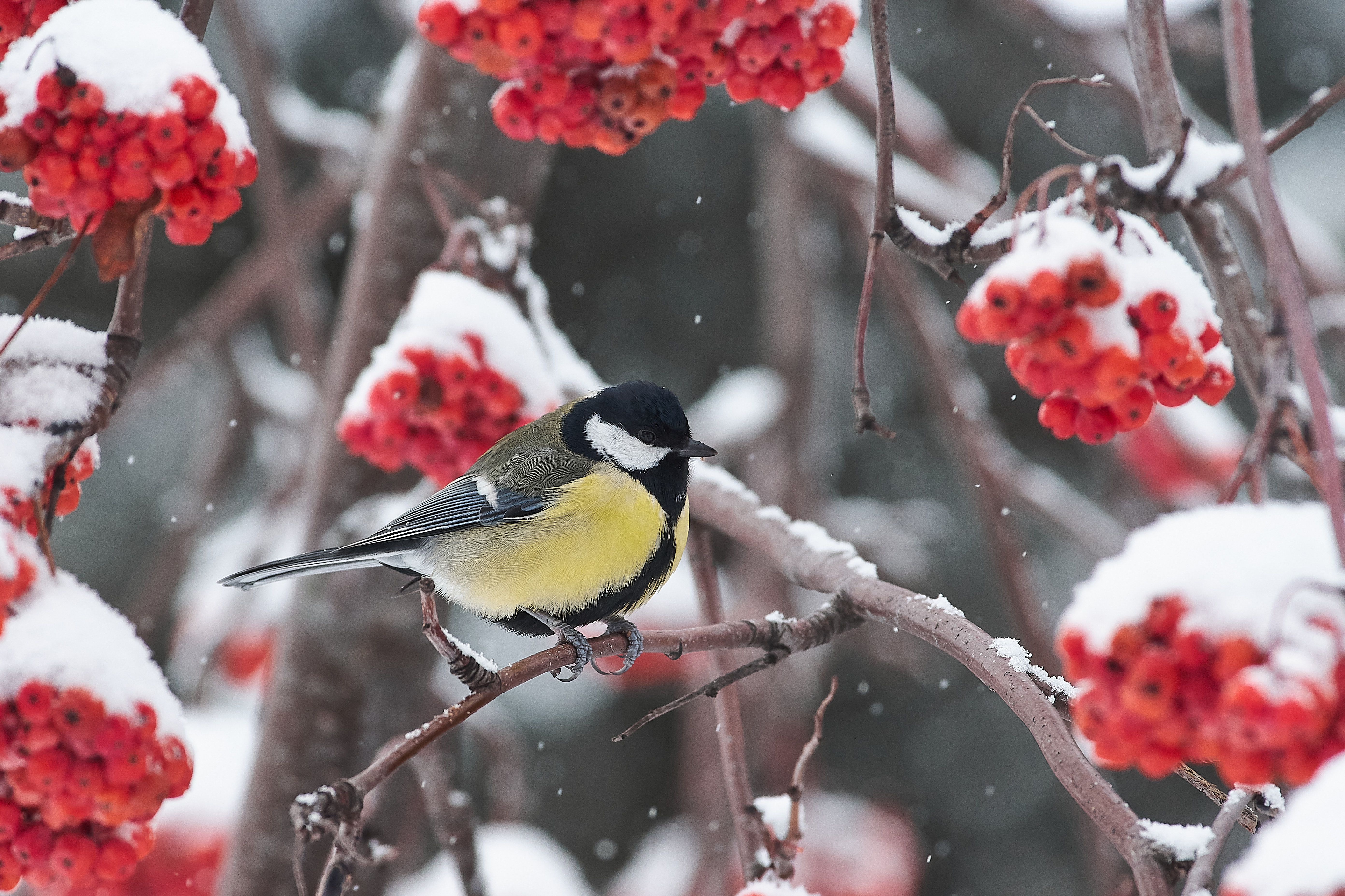 volgograd, russia, wildlife, Parus major,, Сторчилов Павел