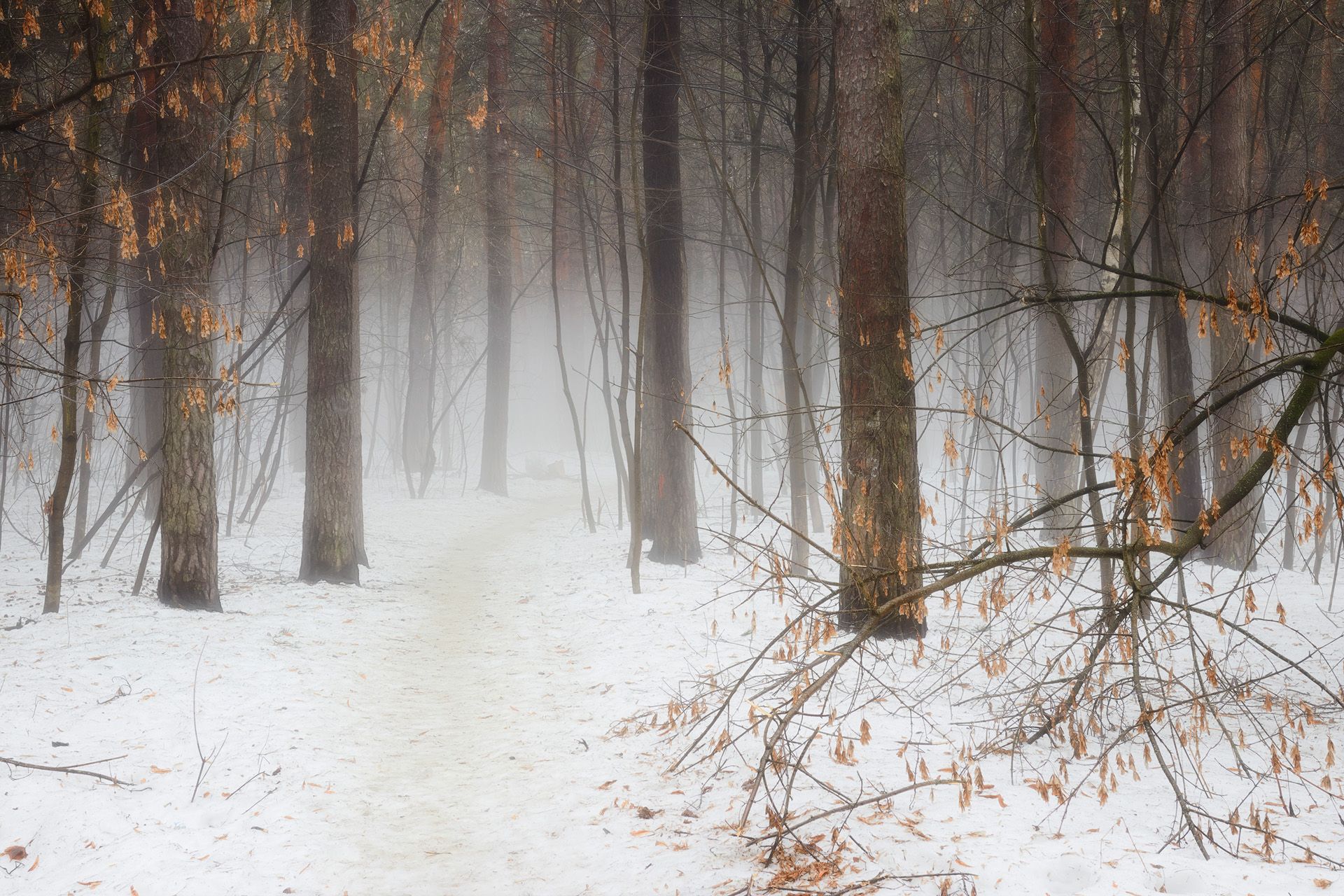 лес, туман, деревья, Валерий Вождаев